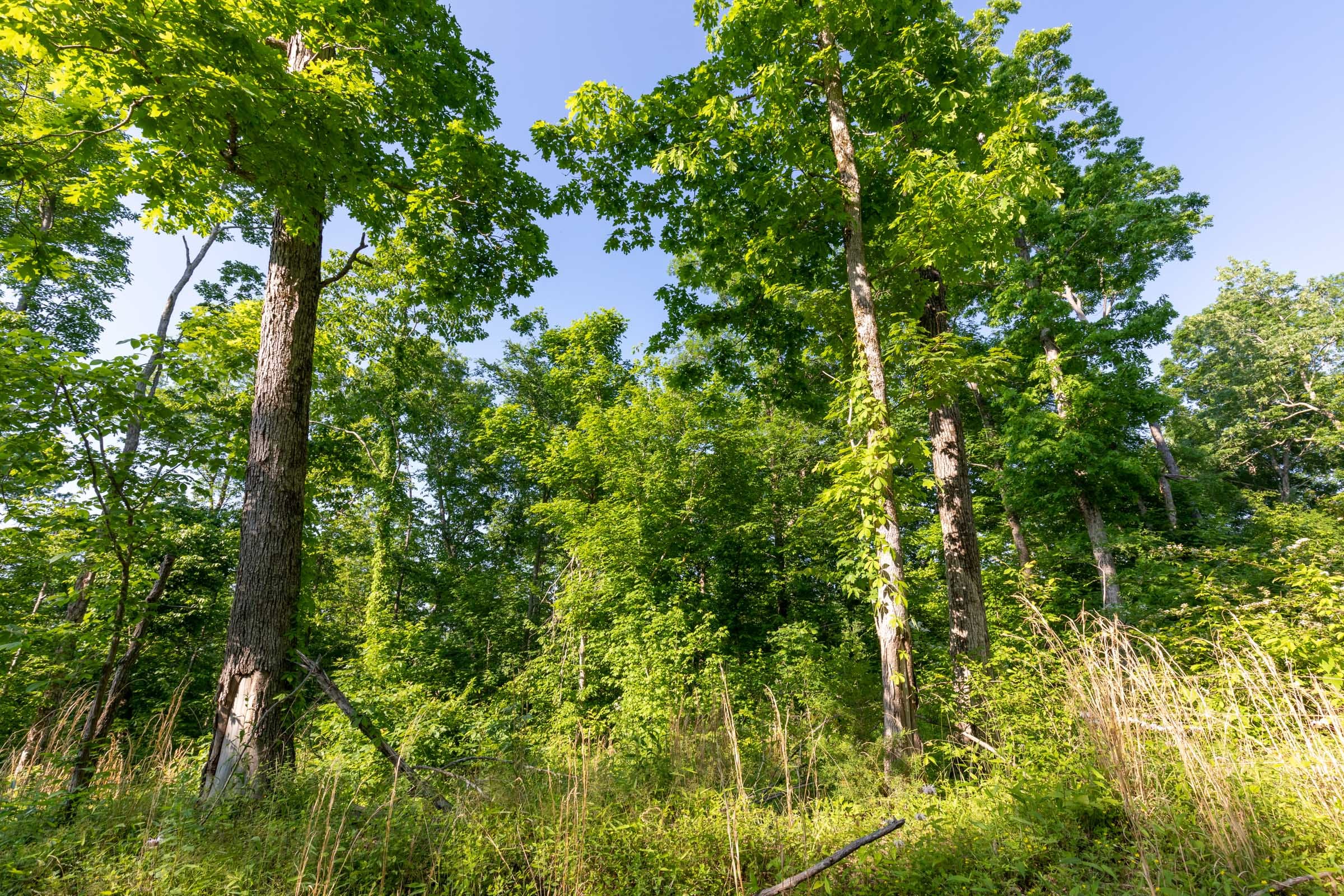Cedar Creek Tract 57 photo 10