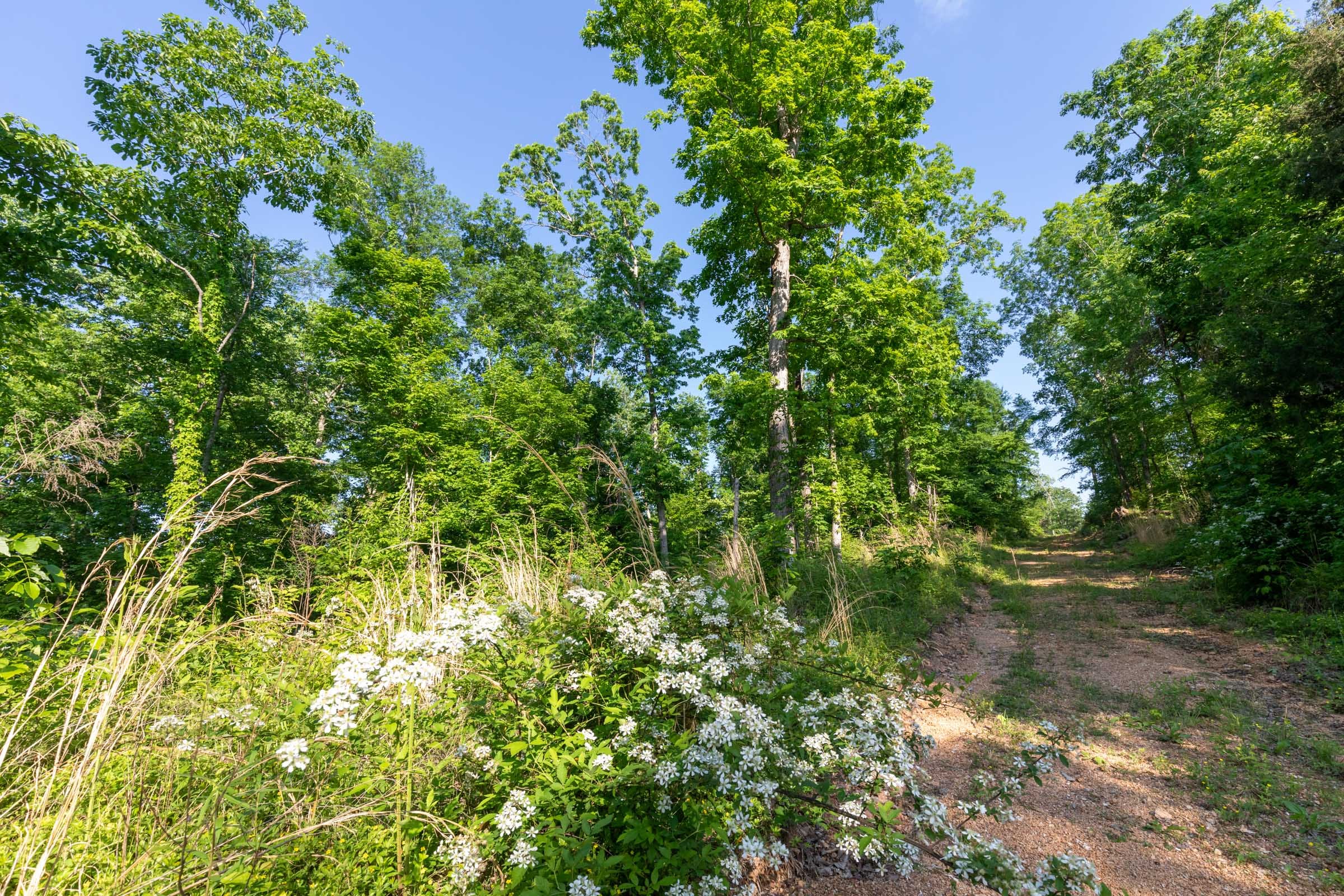 Cedar Creek Tract 57 photo 9
