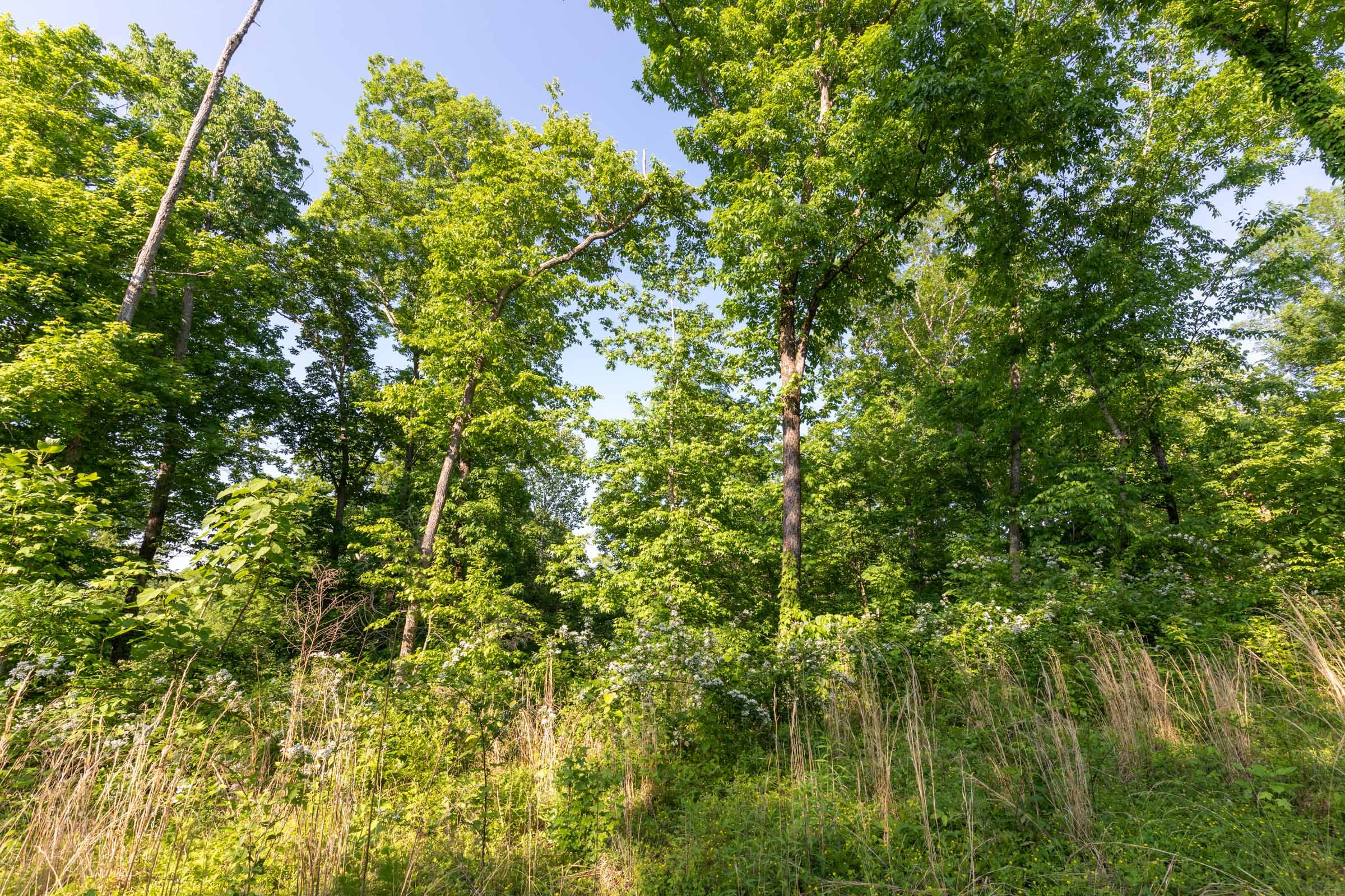 Cedar Creek Tract 57 photo 12