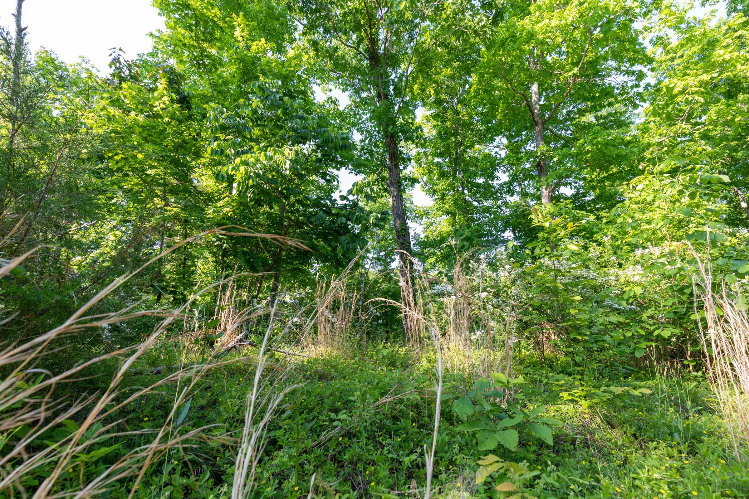 Cedar Creek Tract 57 photo 11