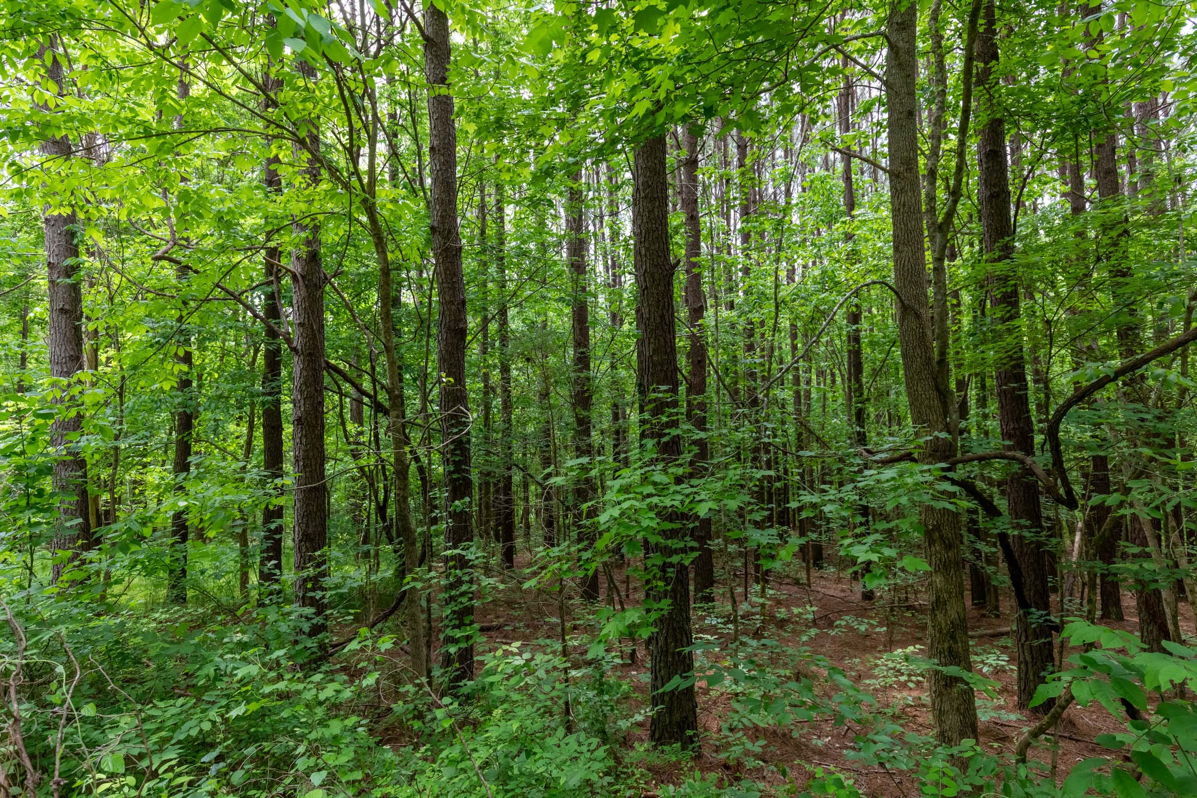 Cedar Creek Tract 39 photo 3