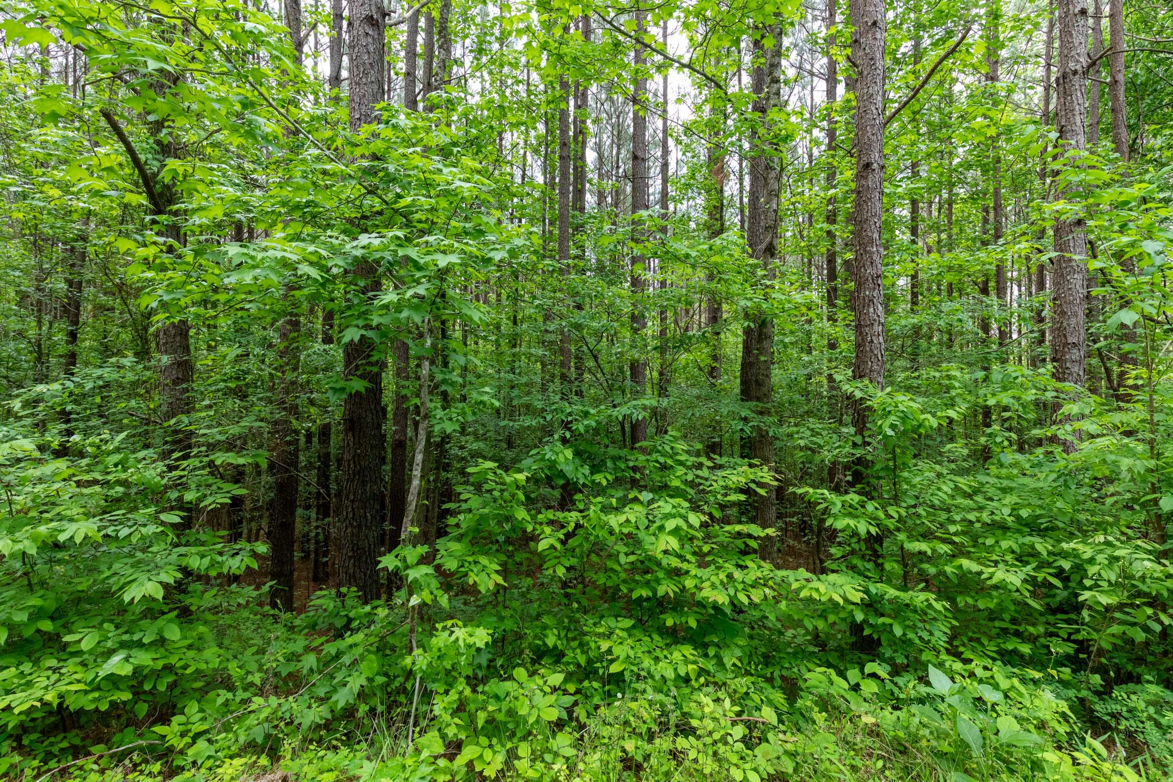 Cedar Creek Tract 39 photo 5