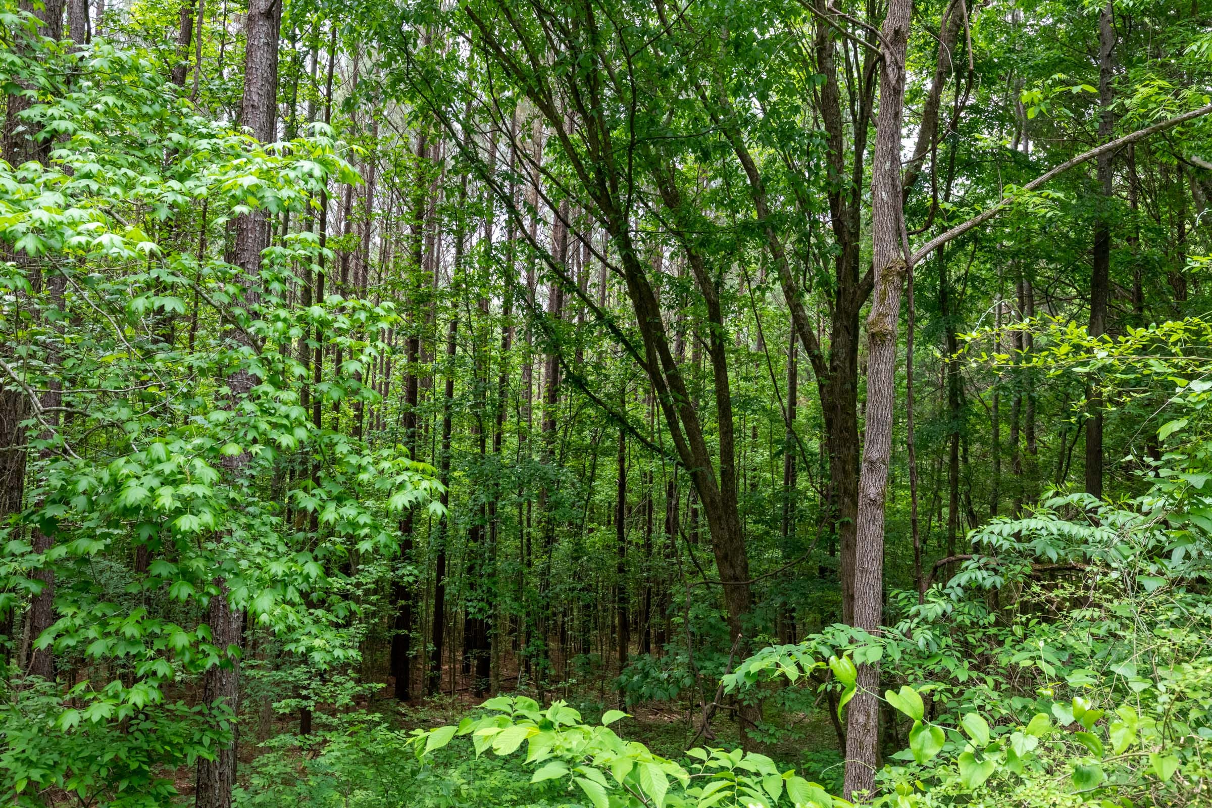 Cedar Creek Tract 39 photo 6