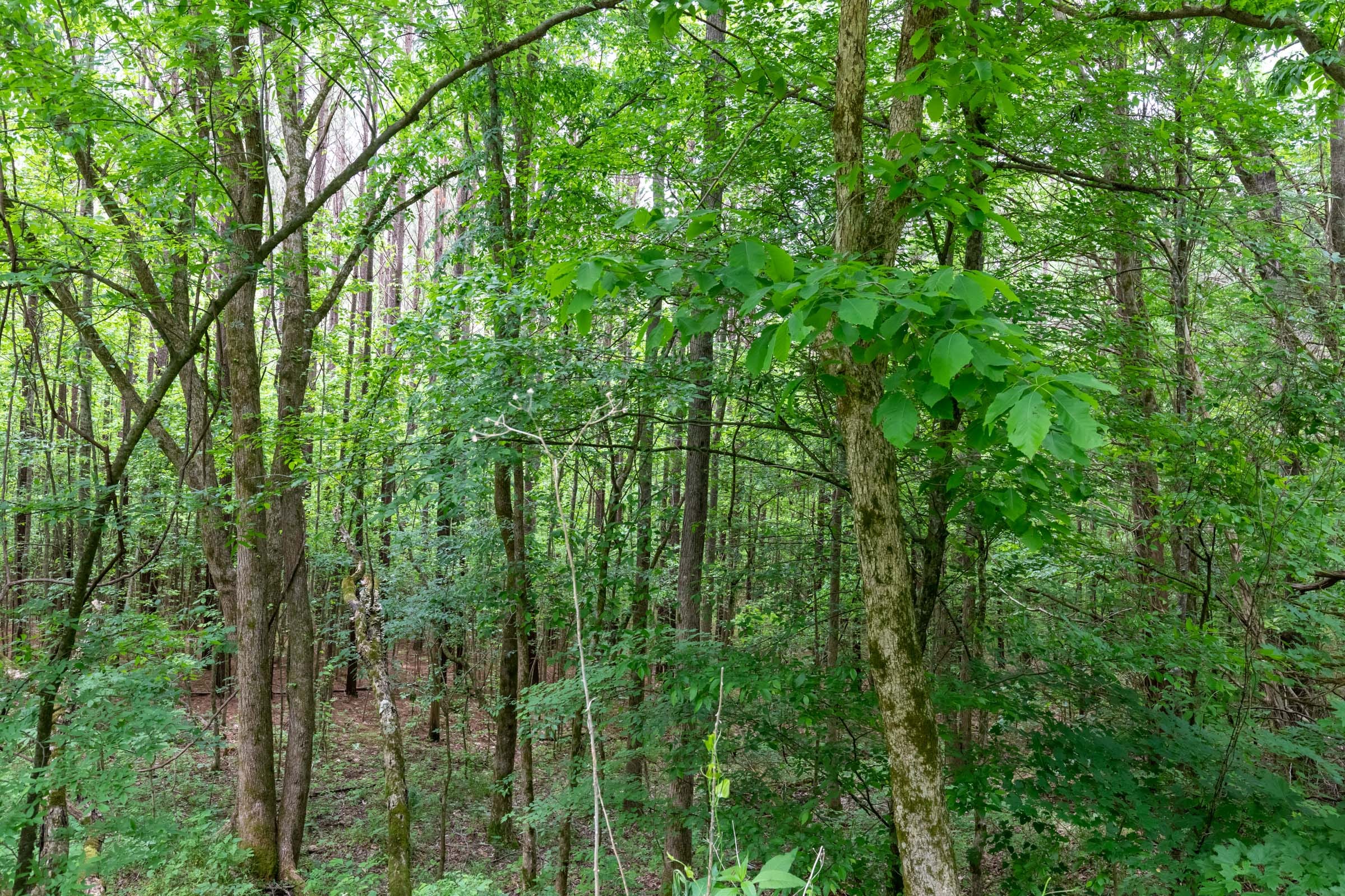 Cedar Creek Tract 39 photo 8