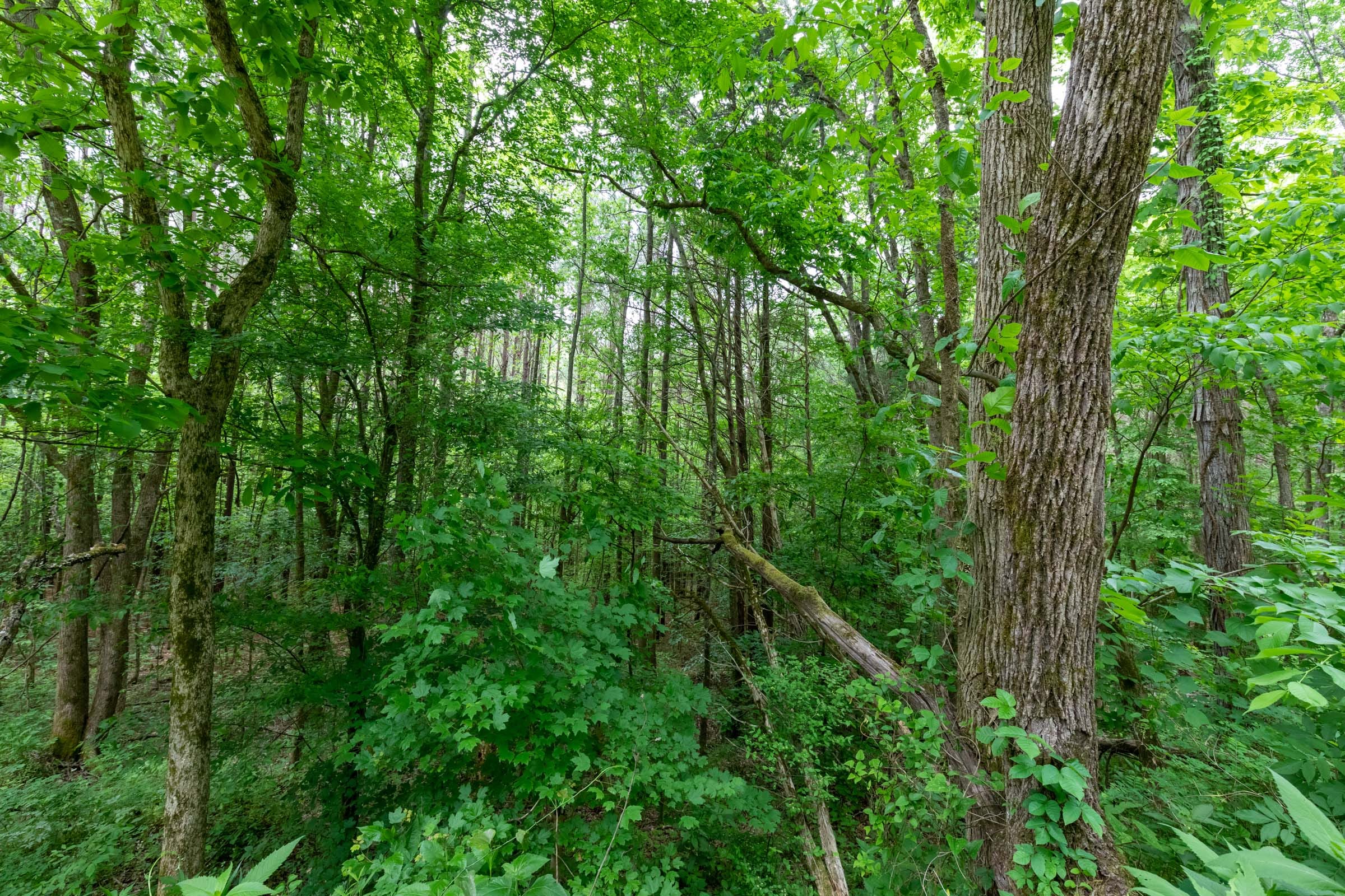 Cedar Creek Tract 39 photo 9