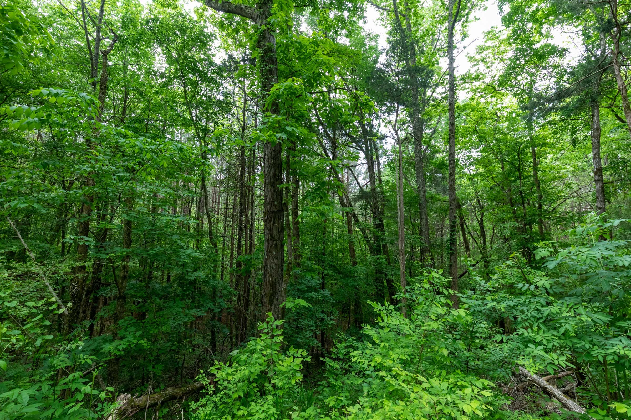 Cedar Creek Tract 39 photo 11