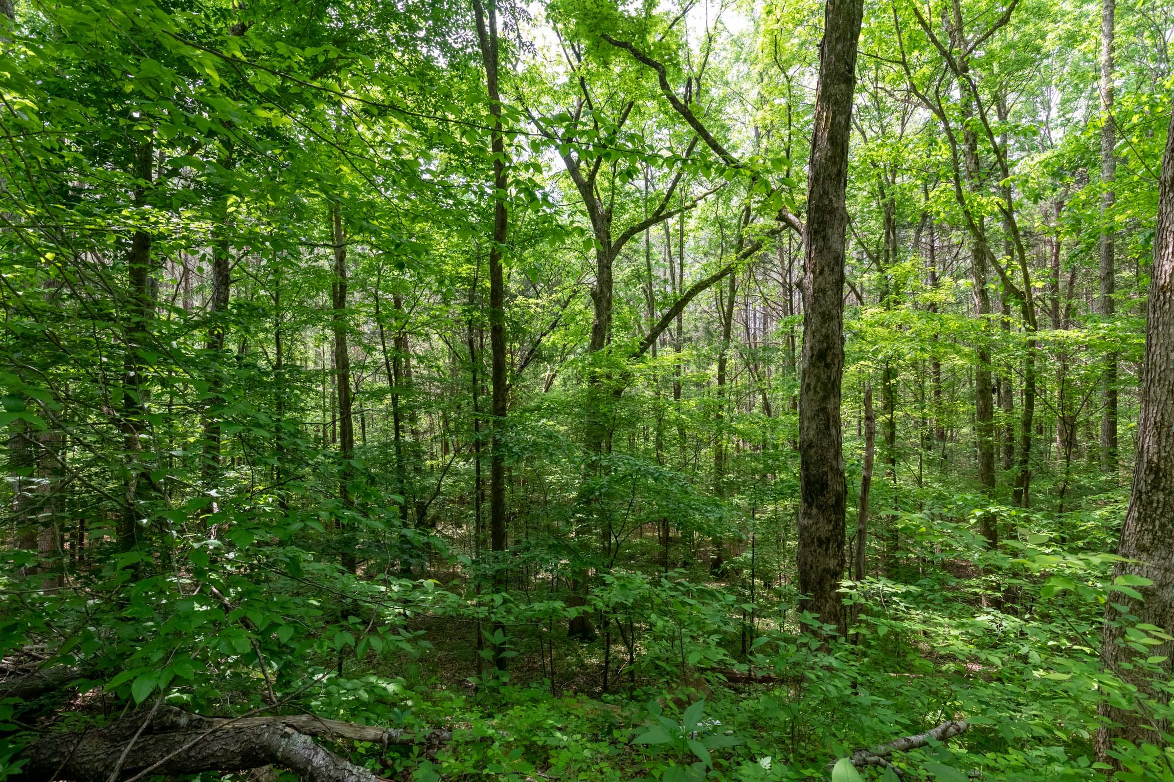 Cedar Creek Tract 39 photo 12