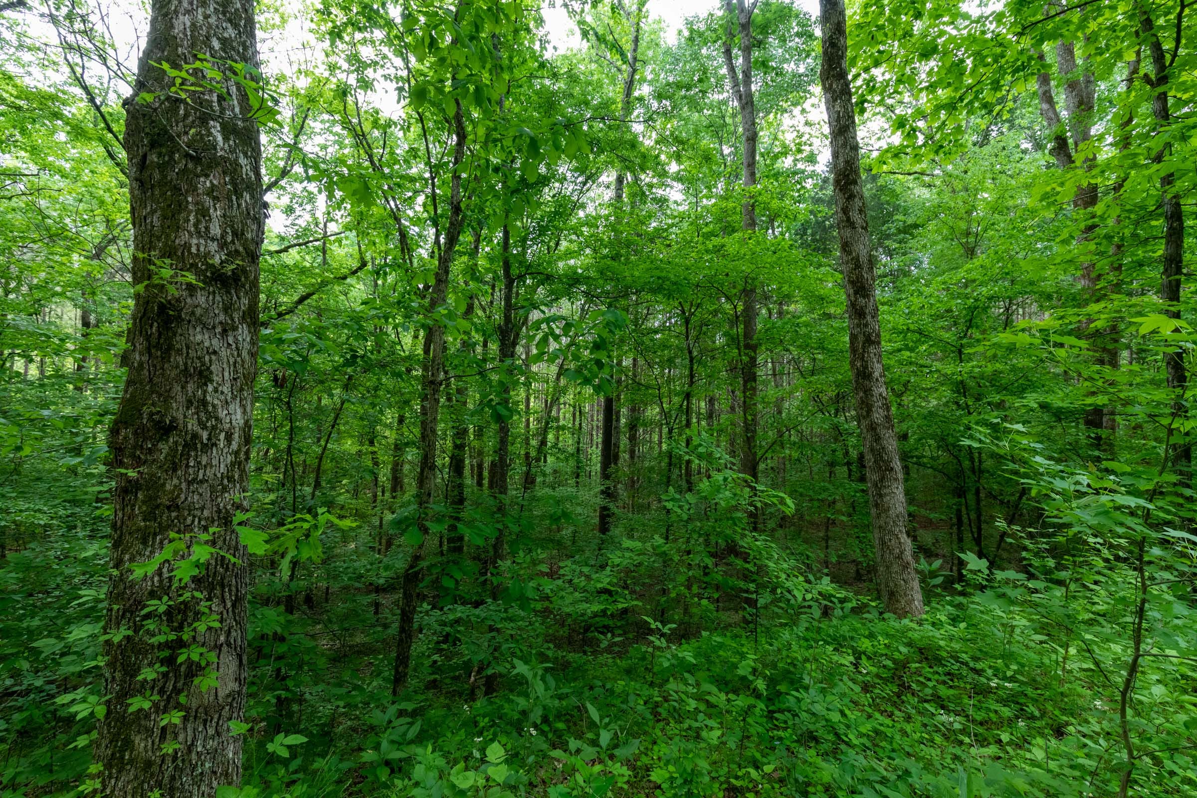 Cedar Creek Tract 39 photo 14