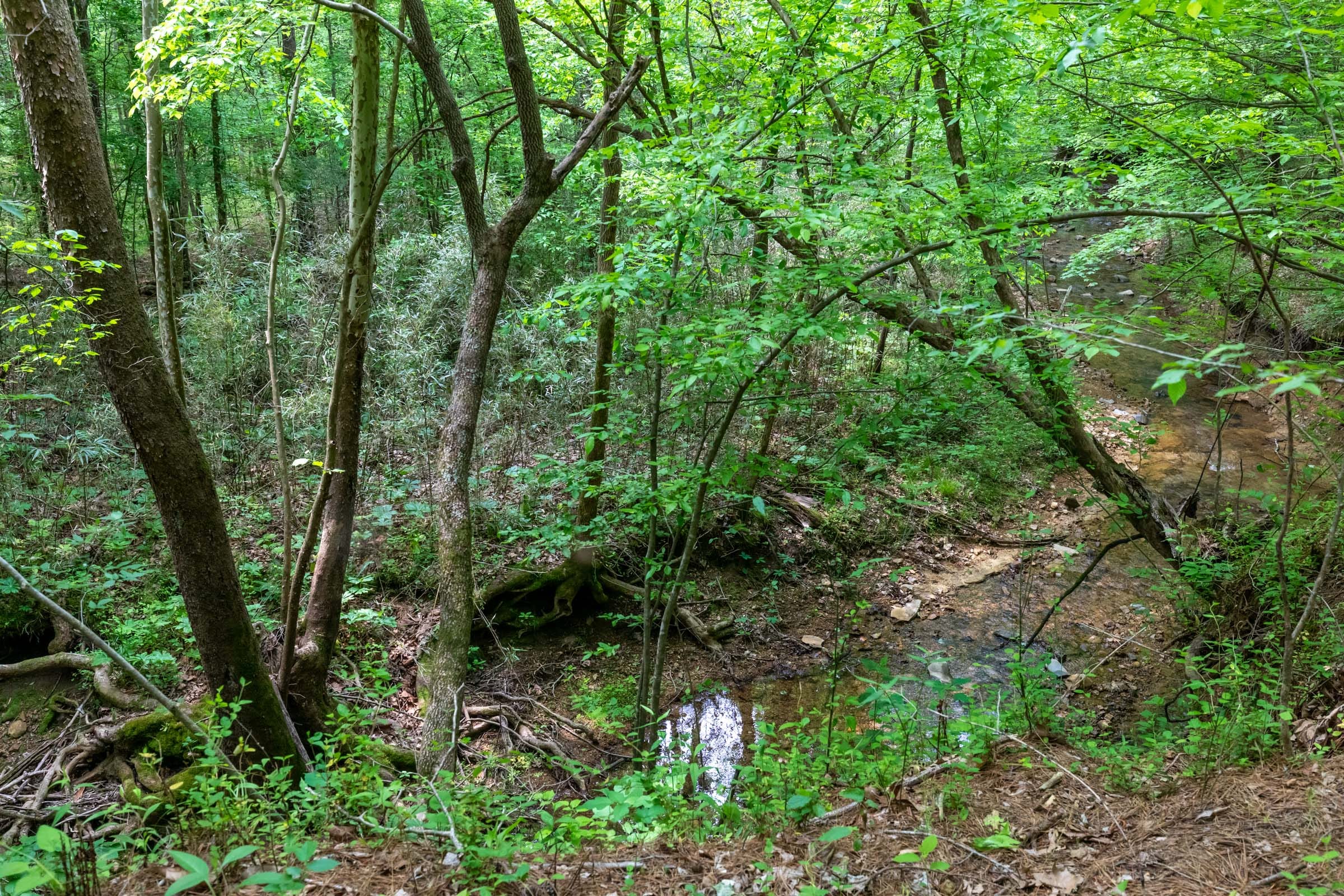 Cedar Creek Tract 39 photo 2