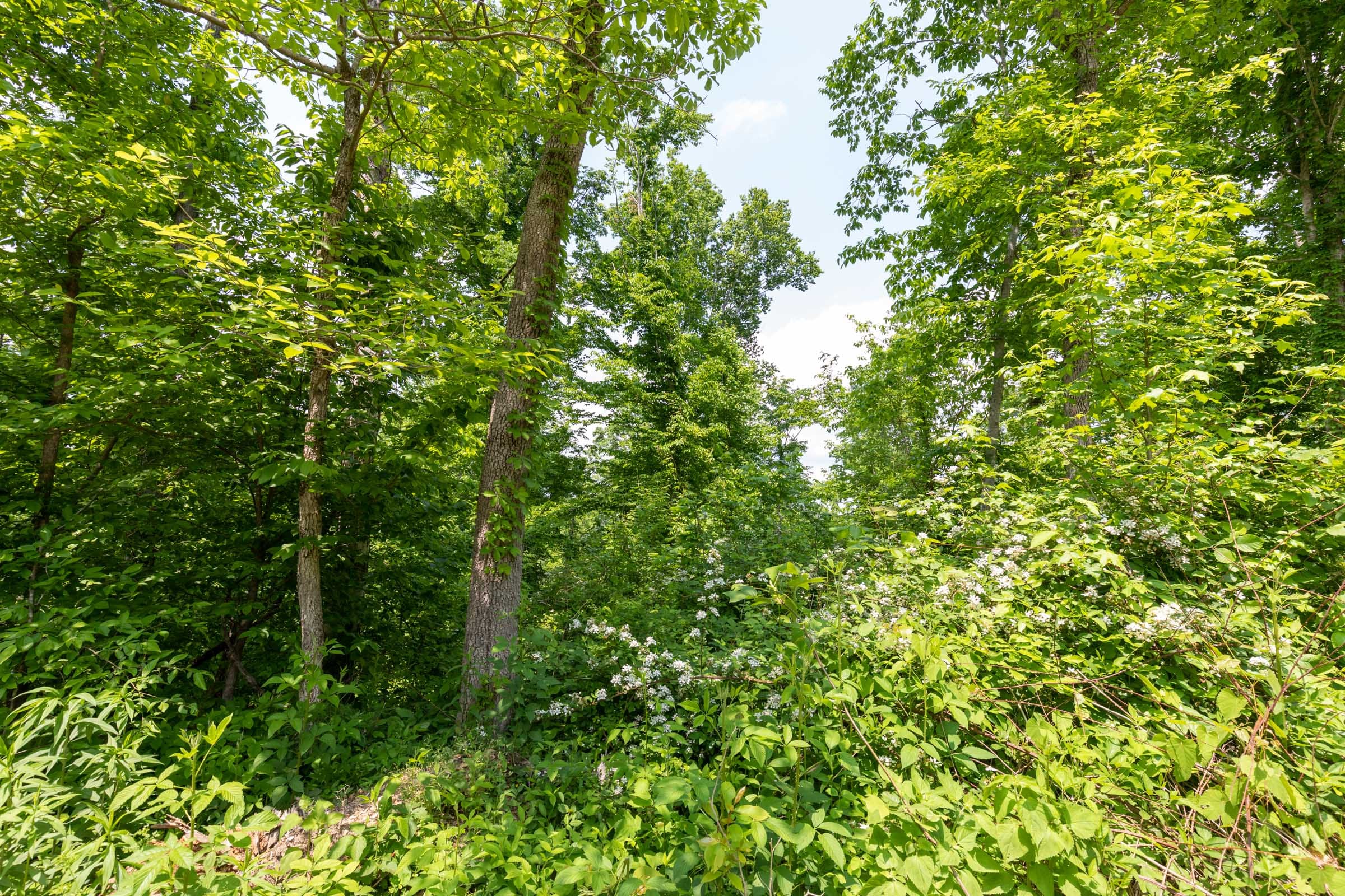 Cedar Creek Tract 39 photo 15