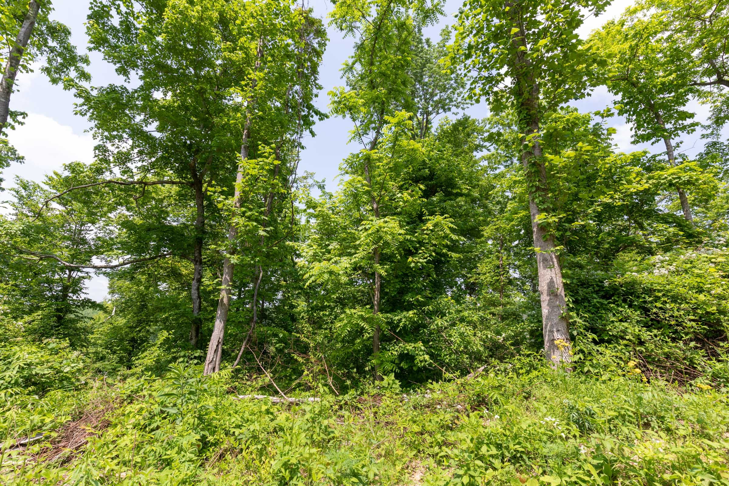 Cedar Creek Tract 39 photo 17
