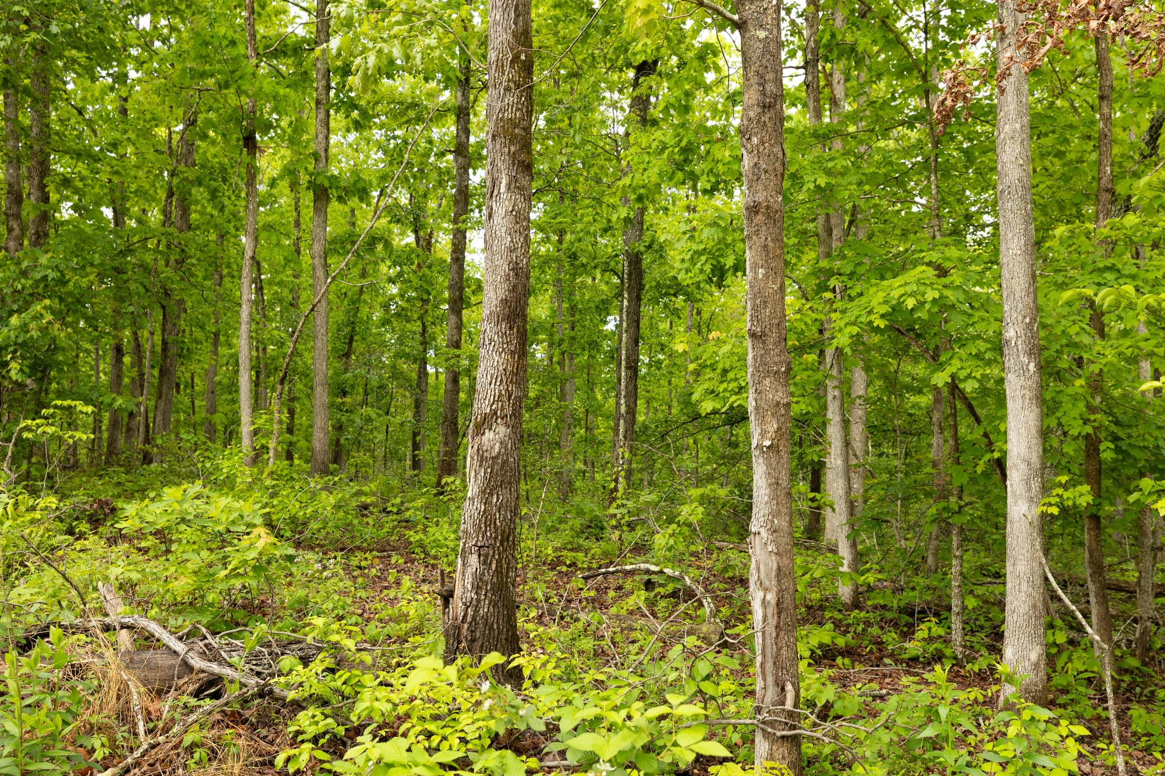 Stardust Estates Tract 33 photo 9