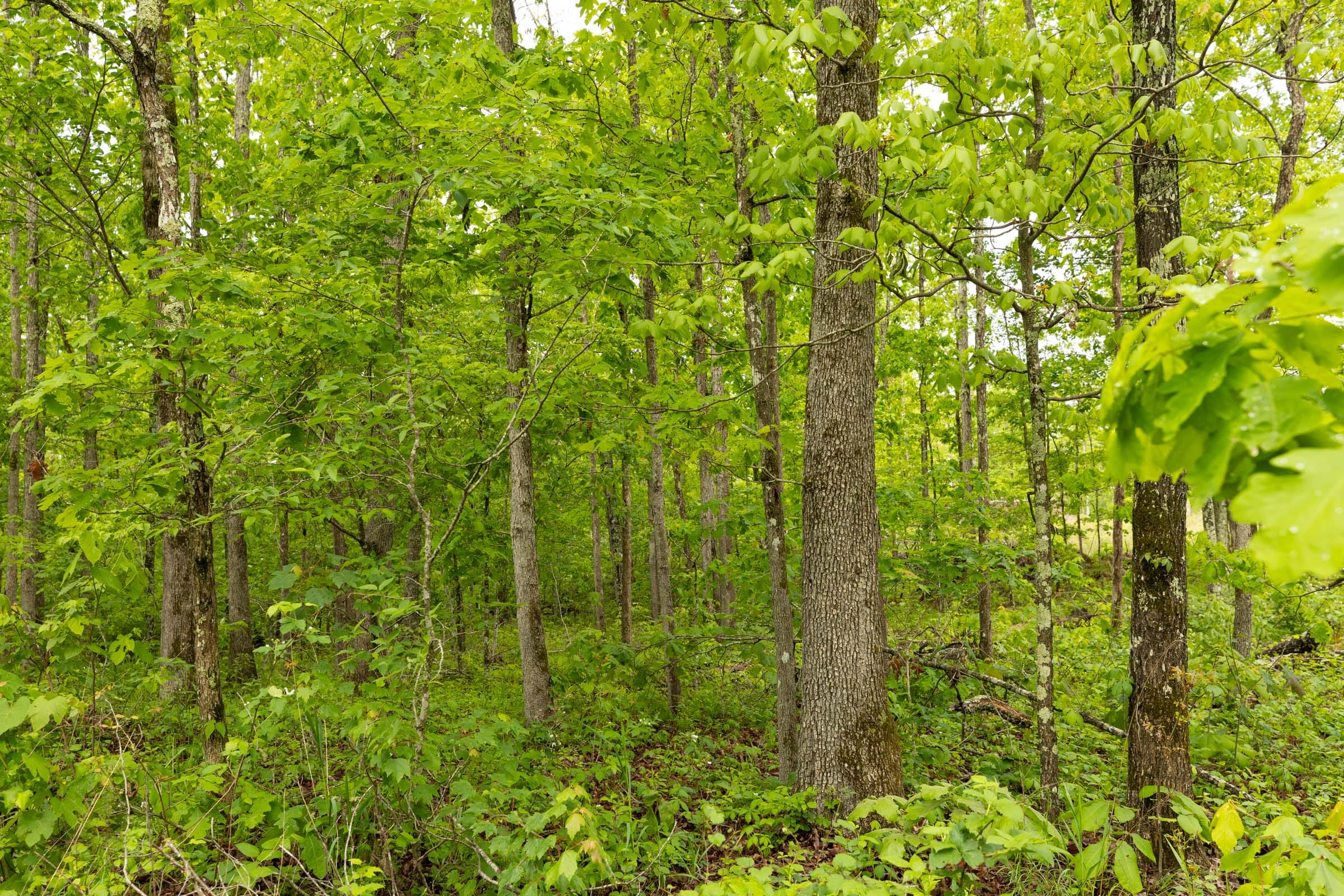 Stardust Estates Tract 33 photo 7