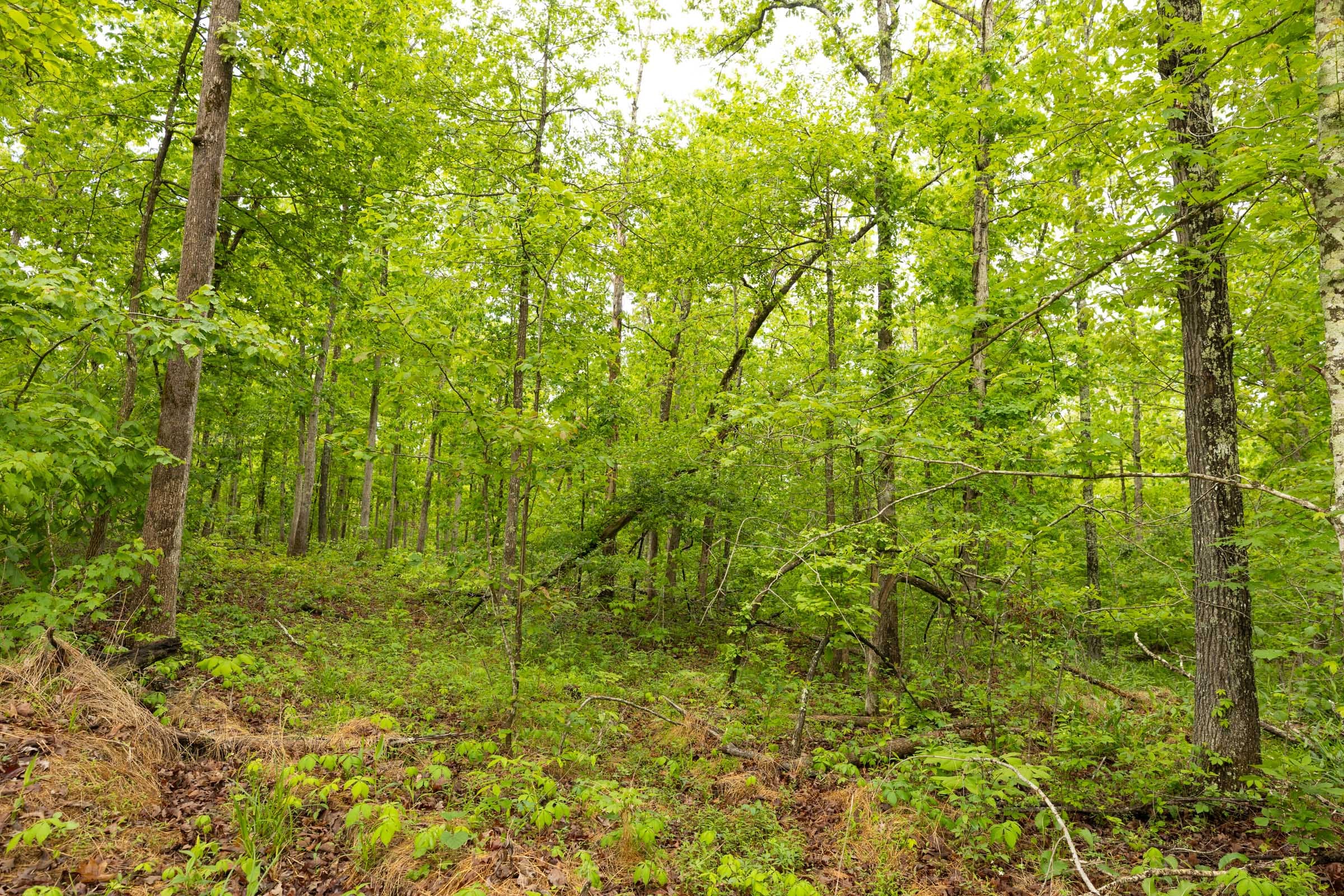 Stardust Estates Tract 33 photo 6