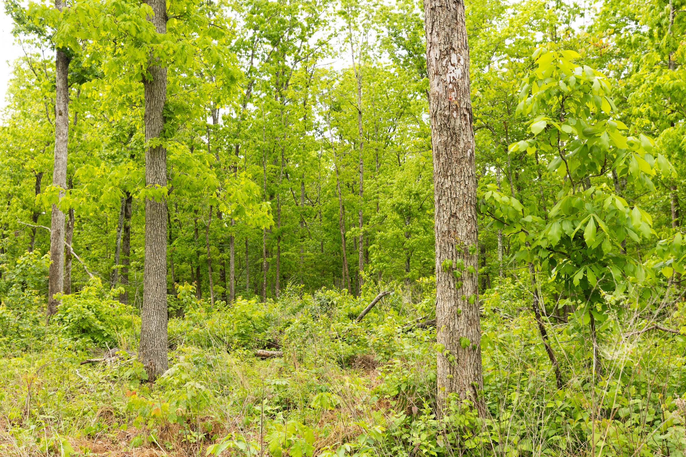 Stardust Estates Tract 33 photo 3