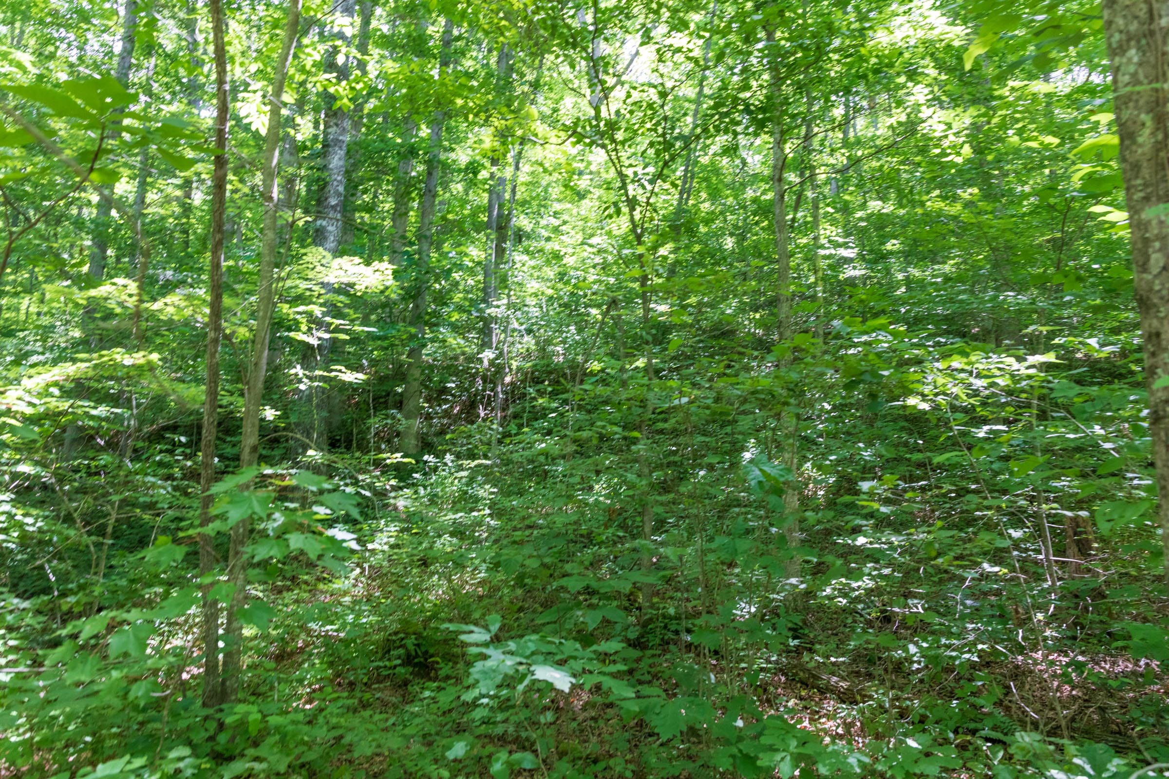 River’s Edge Tract 19 photo 2