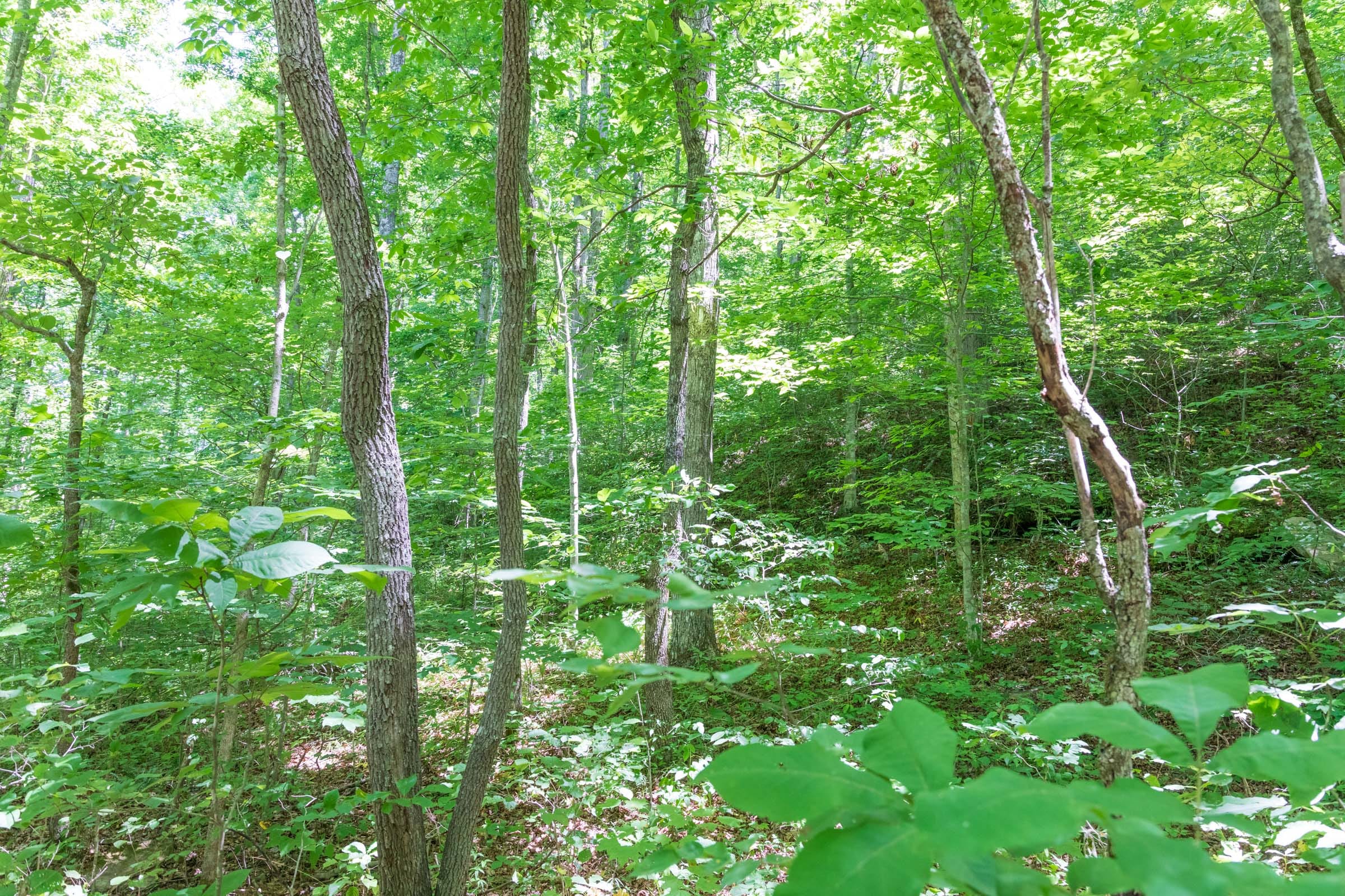 River’s Edge Tract 19 photo 3