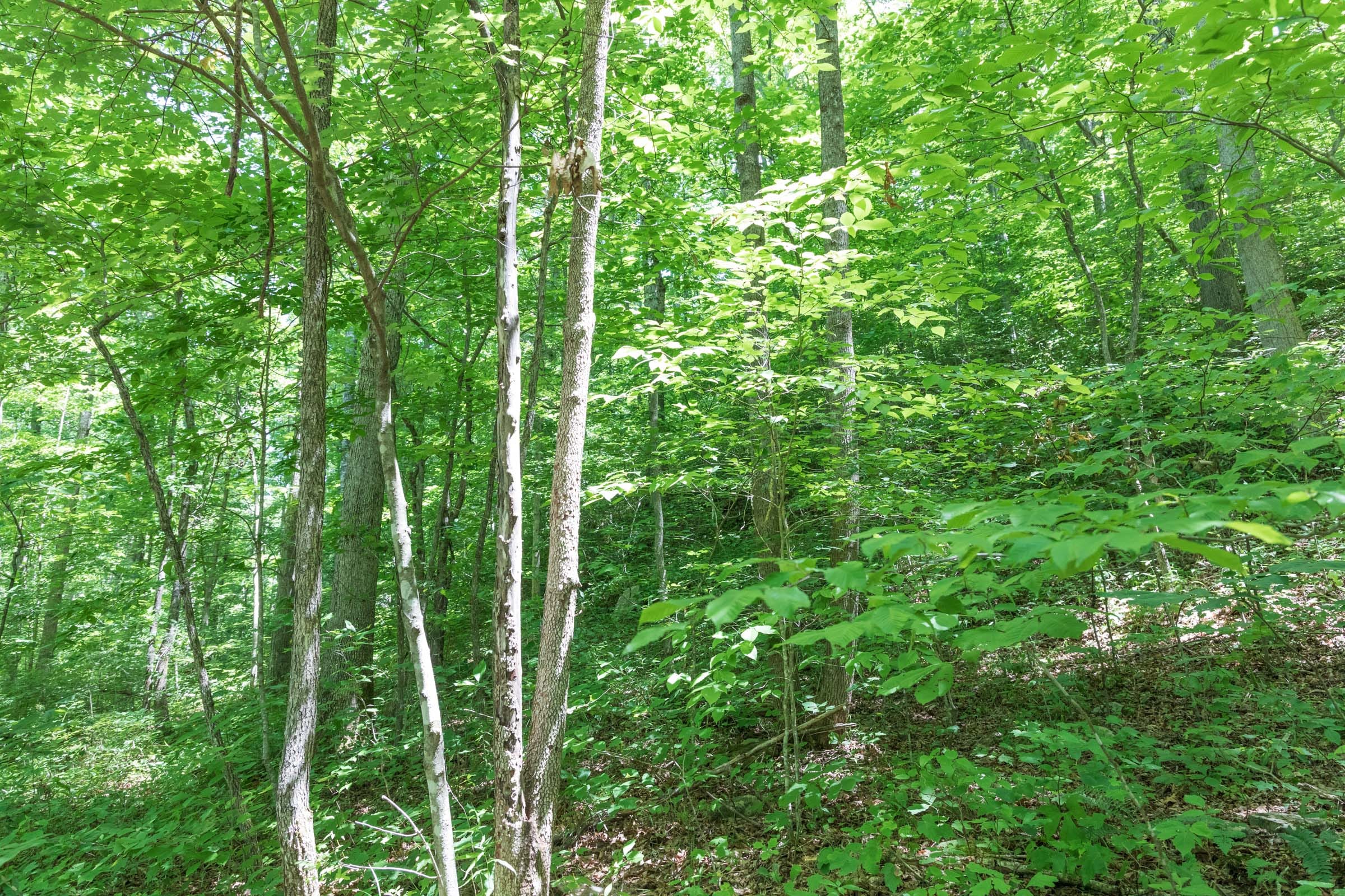 River’s Edge Tract 19 photo 4