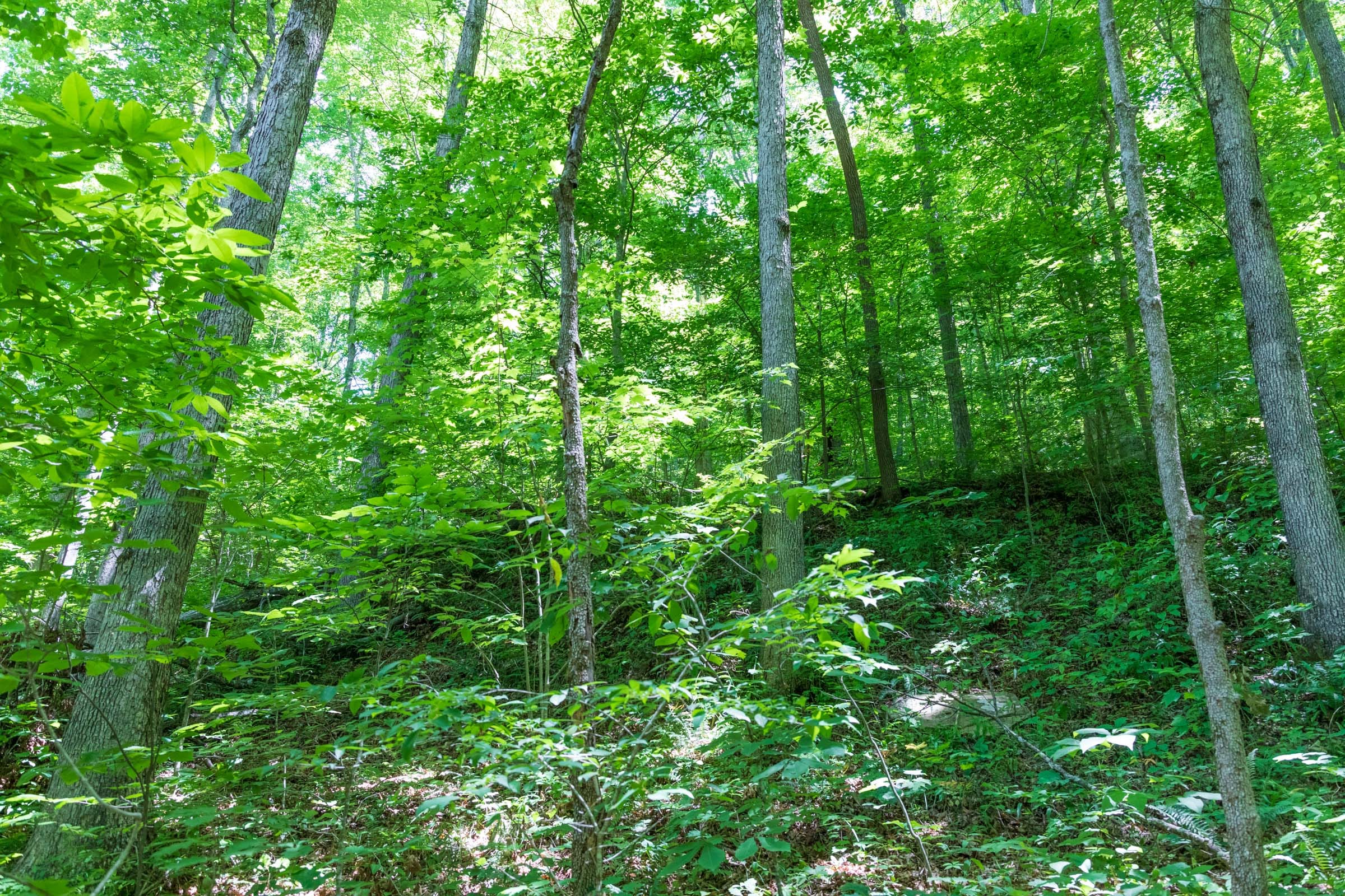 River’s Edge Tract 19 photo 6