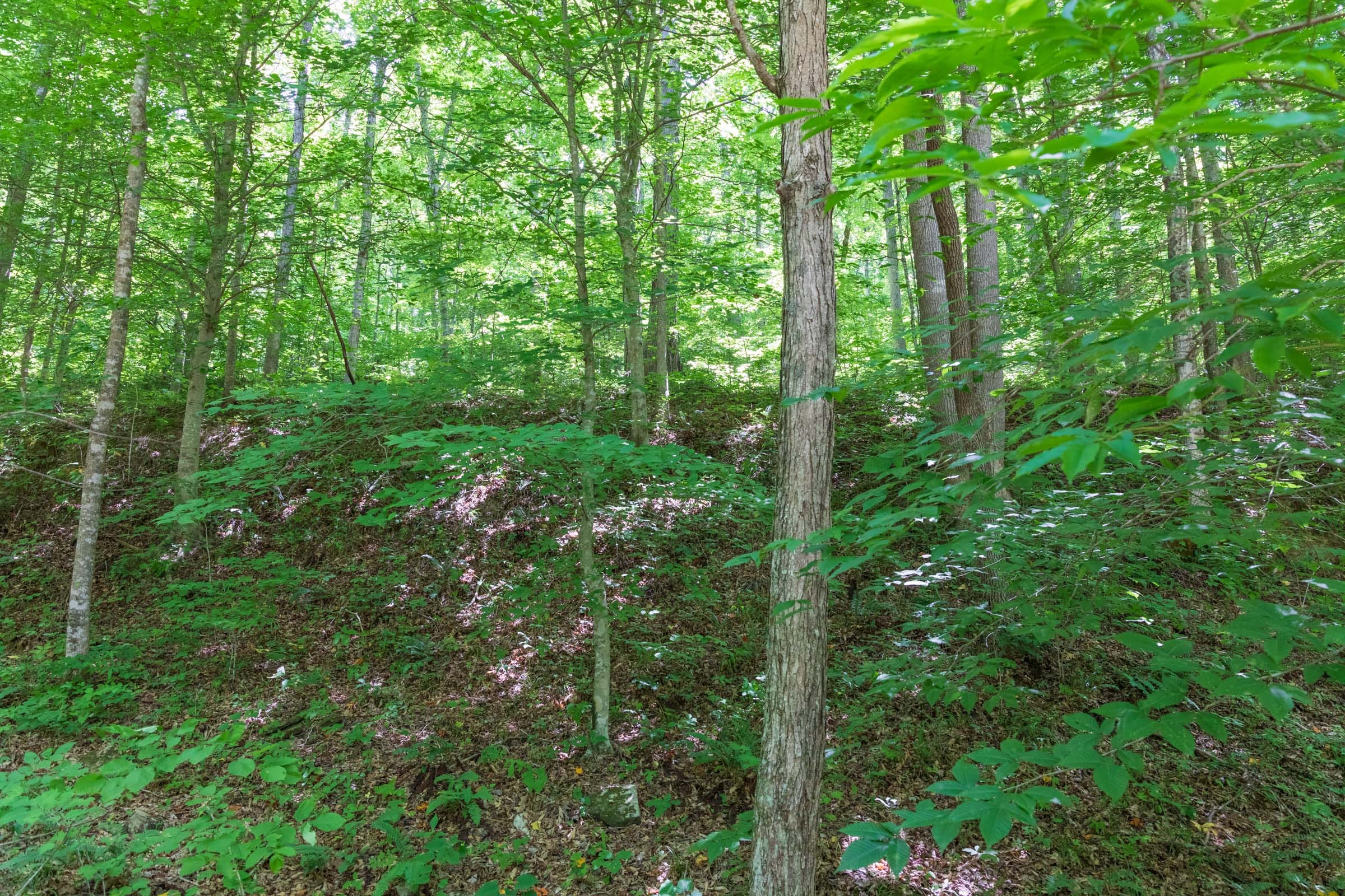 River’s Edge Tract 19 photo 9