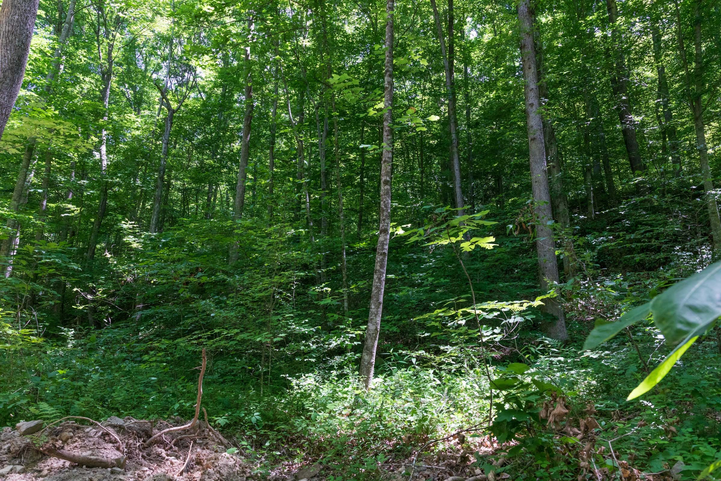 River’s Edge Tract 19 photo 10