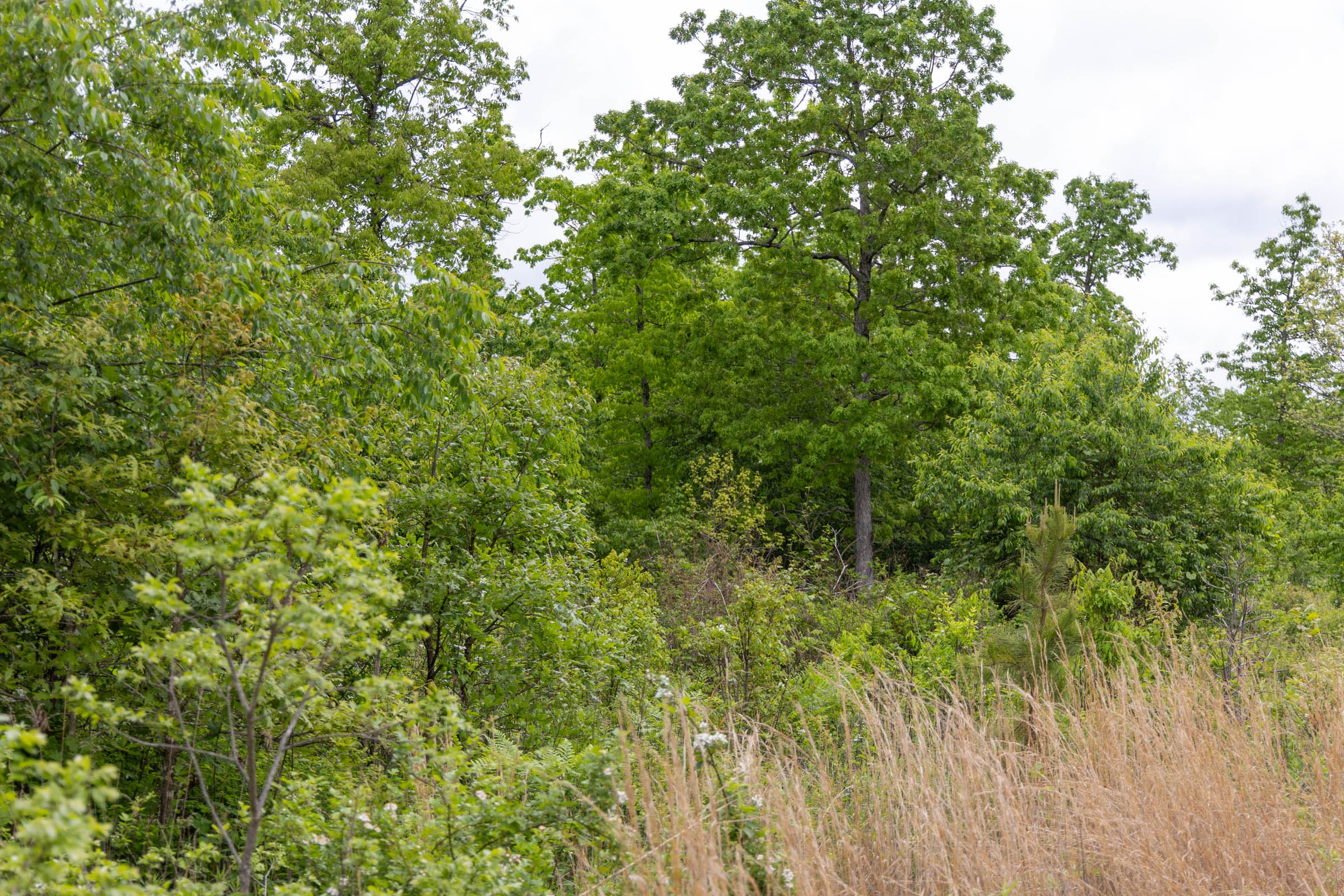 Sleepy Hollow Phase II Tract 70 photo 5