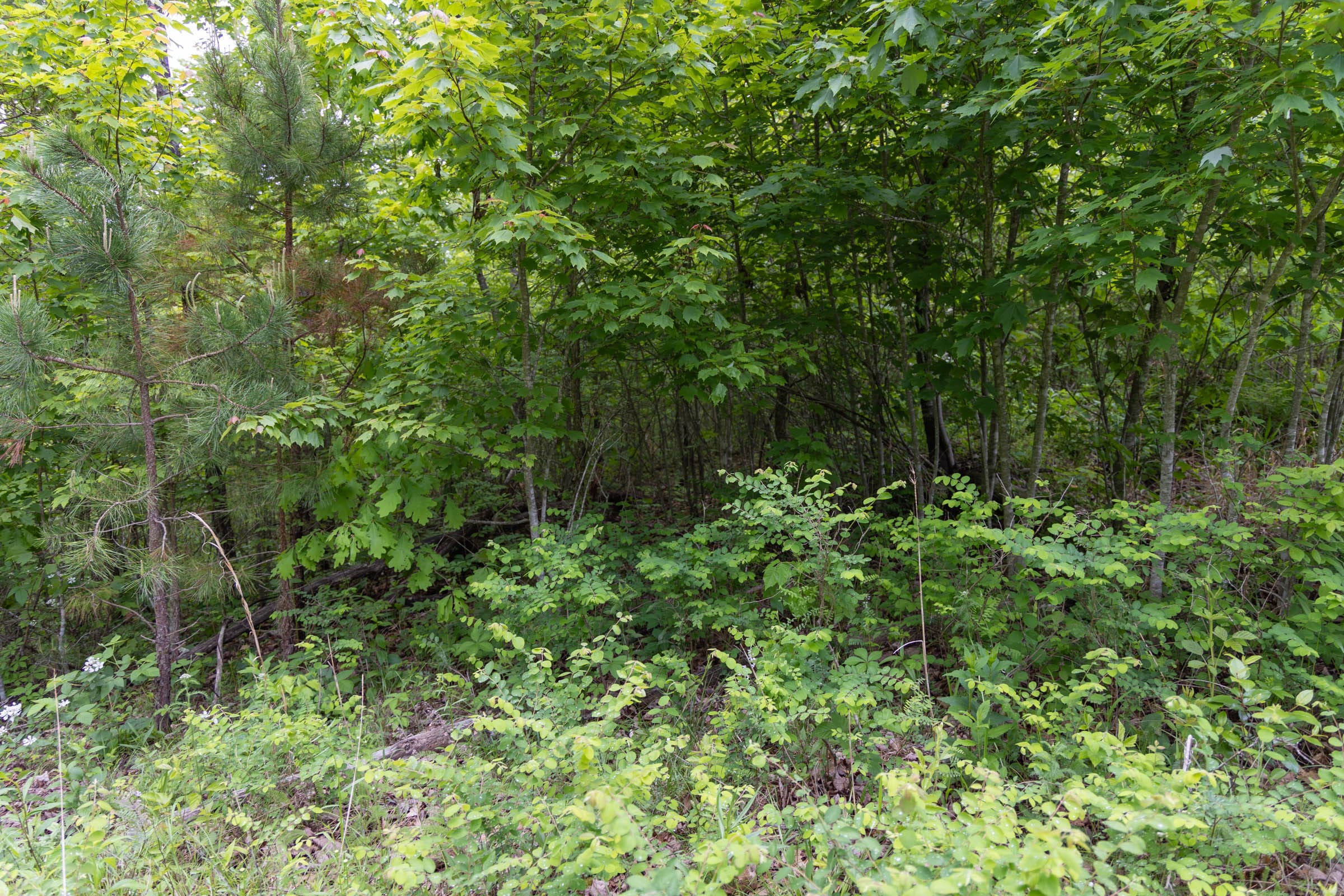 Sleepy Hollow Phase II Tract 70 photo 8