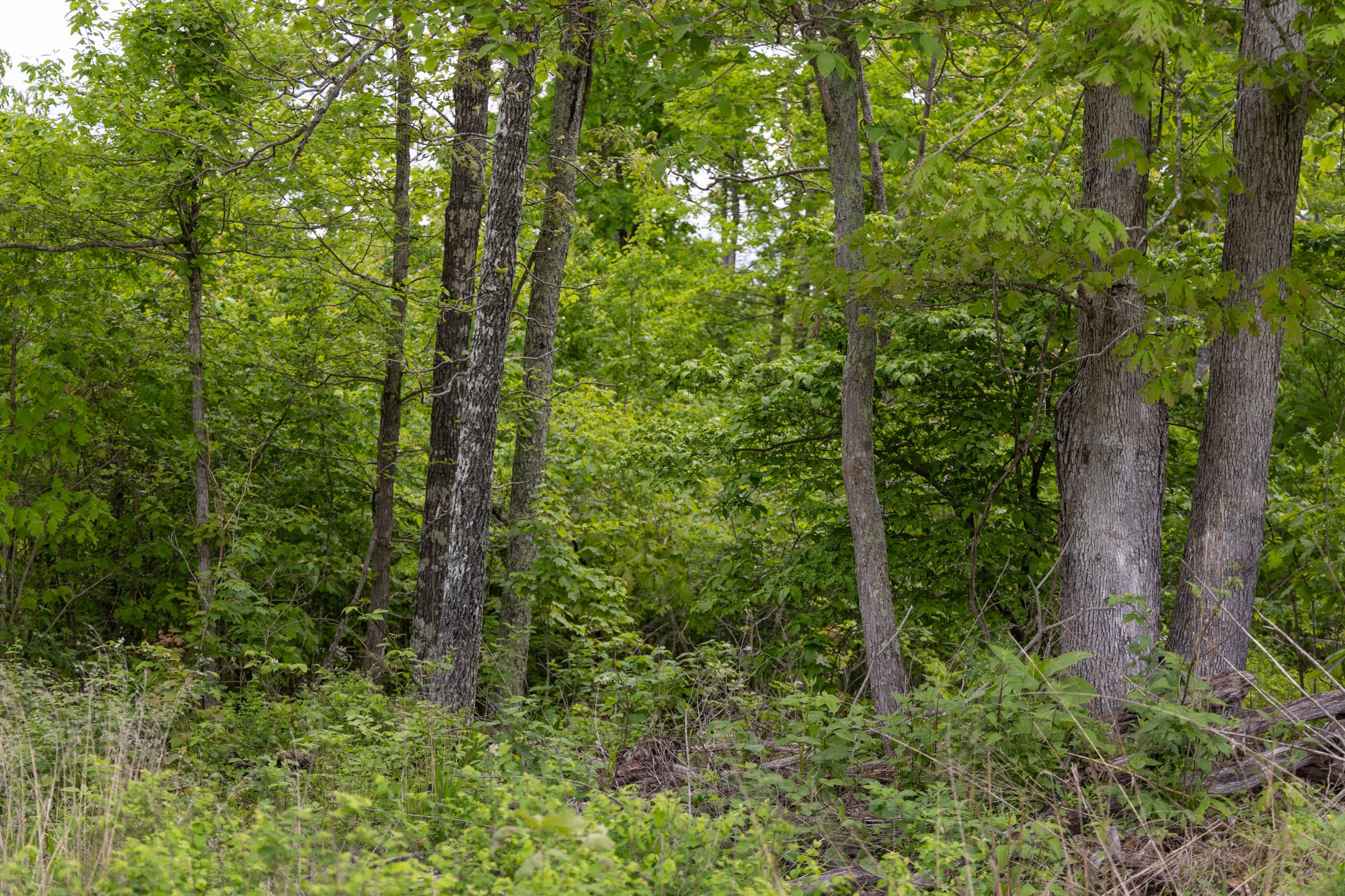 Sleepy Hollow Phase II Tract 70 photo 6