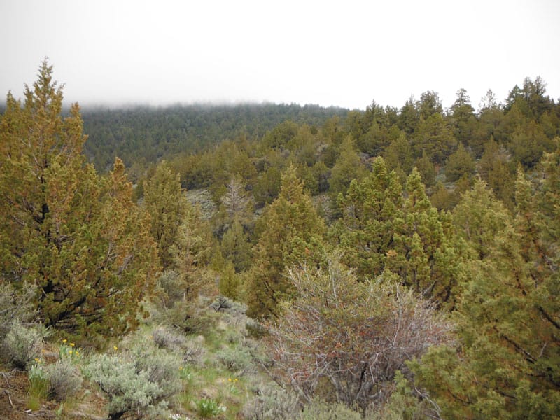 Moon Valley Ranch Tract 772 photo 11
