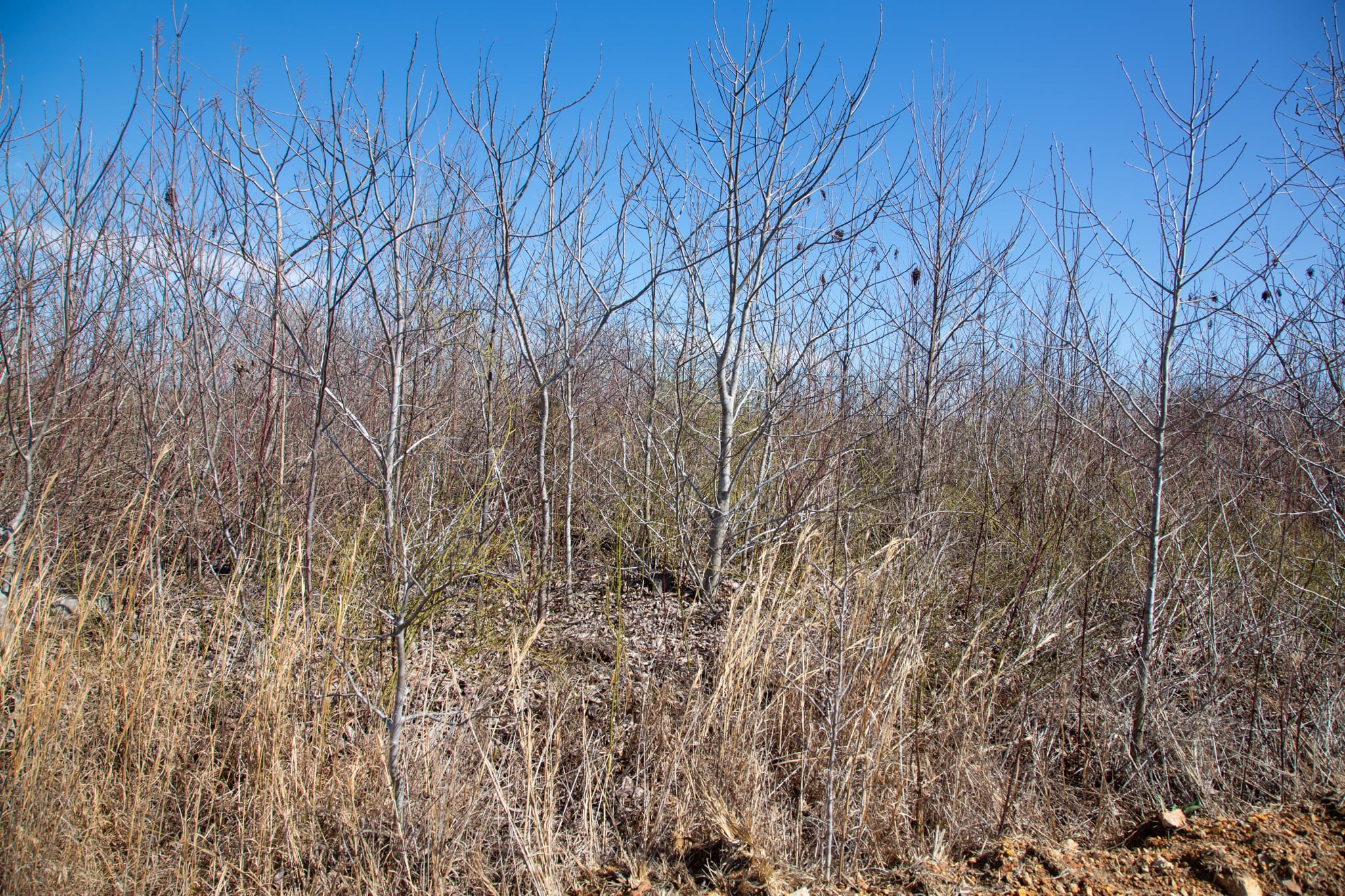 Southwind Ranch Tract 7 photo 4