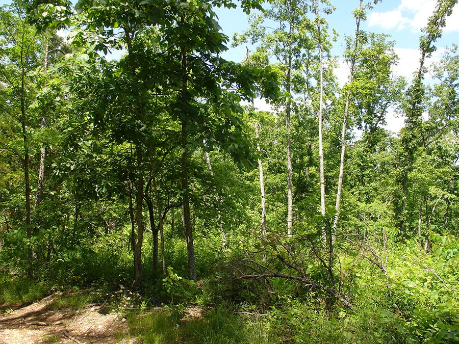 Antler Ridge Tract 13 photo 1