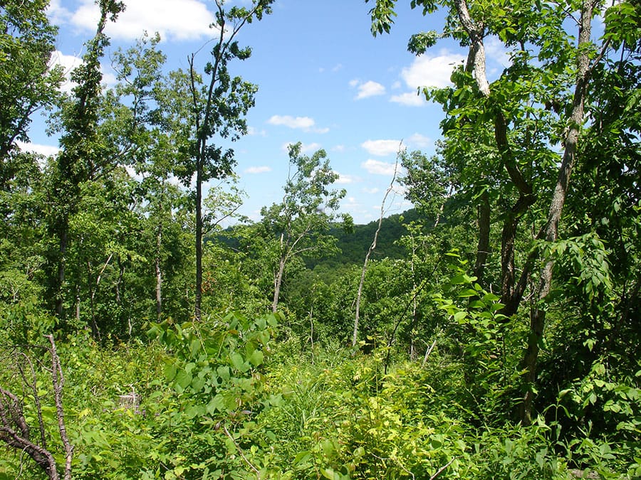 Antler Ridge Tract 13 photo 3