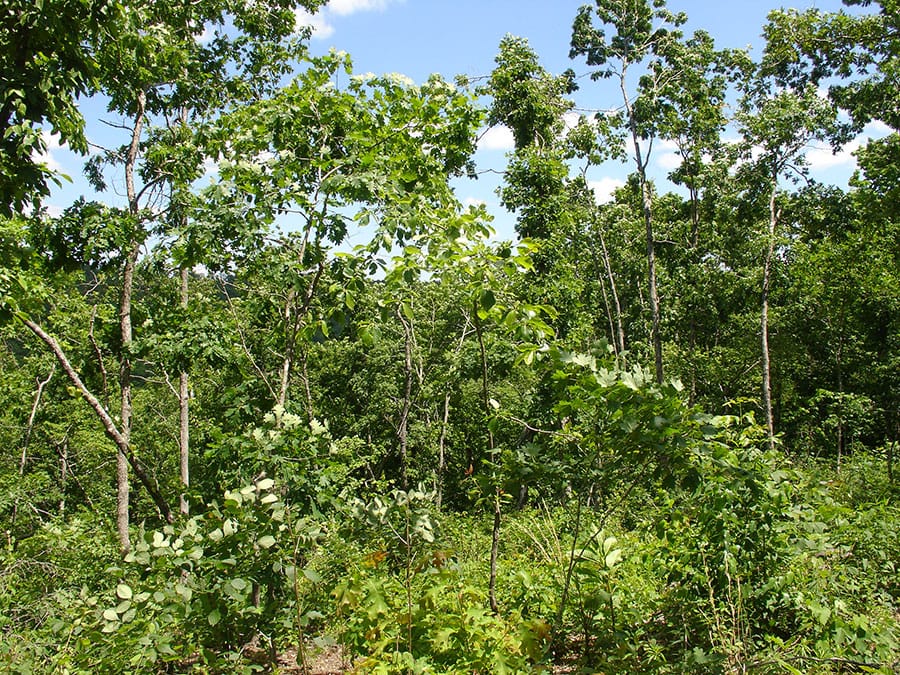 Antler Ridge Tract 13 photo 4