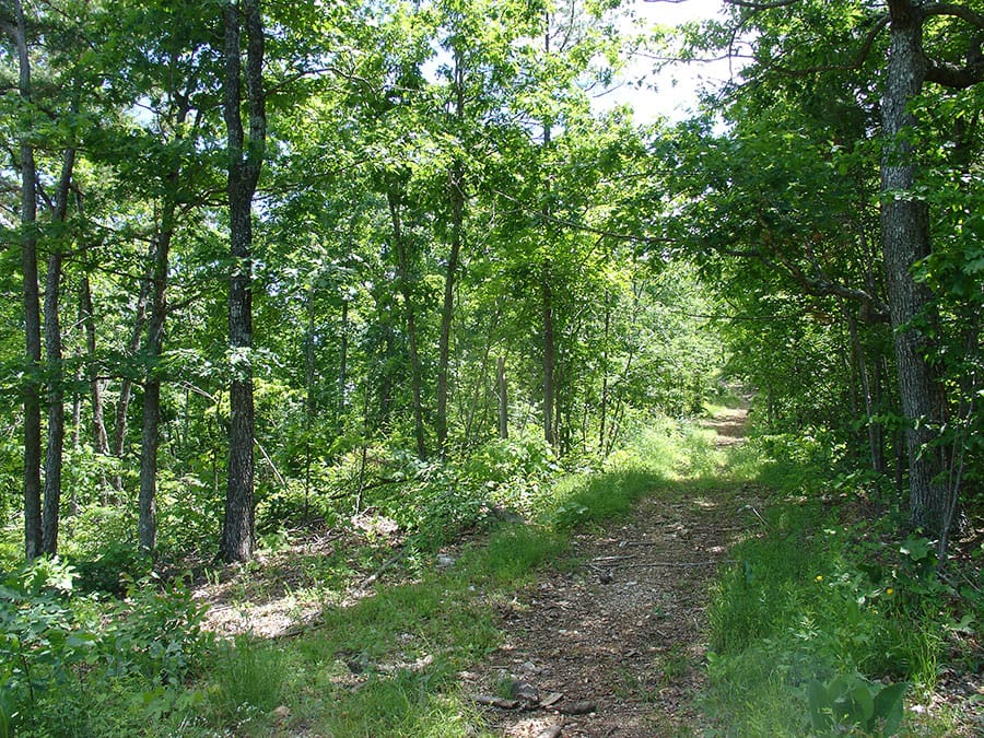 Antler Ridge Tract 13 photo 5