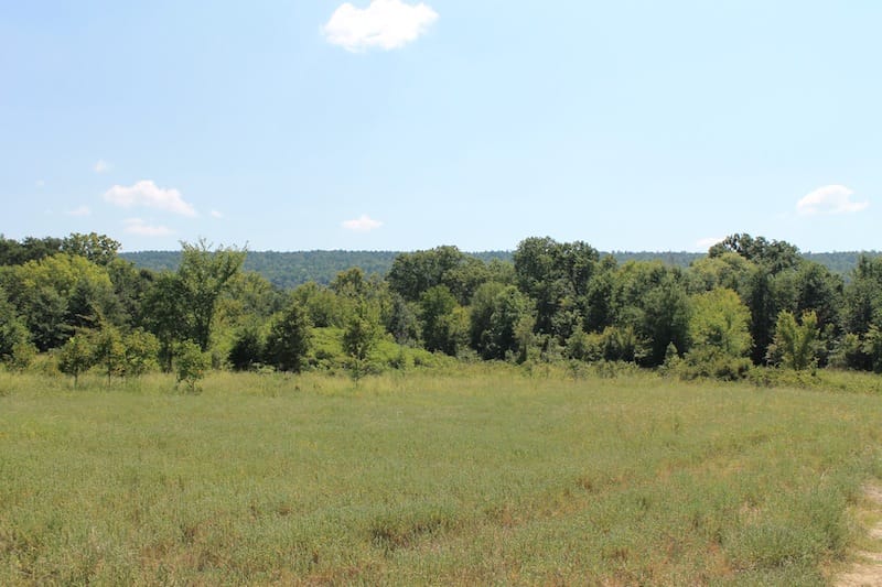 Daisy Meadows Tract 40 photo 3