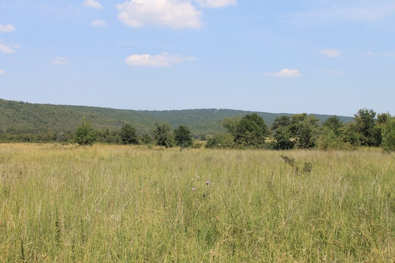 Daisy Meadows Tract 40 photo 5