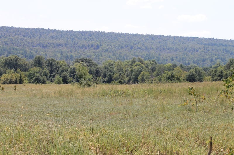 Daisy Meadows Tract 40 photo 9