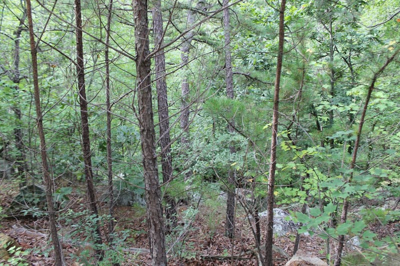 Trophy Ridge Phase III Tract 4 photo 4