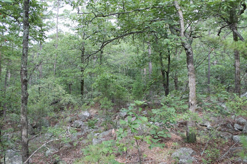 Trophy Ridge Phase III Tract 4 photo 5