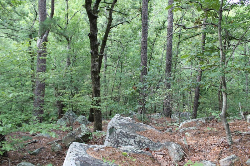 Trophy Ridge Phase III Tract 4 photo 6