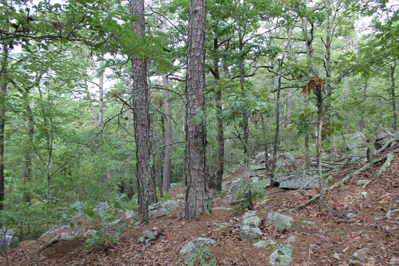 Trophy Ridge Phase III Tract 4 photo 7