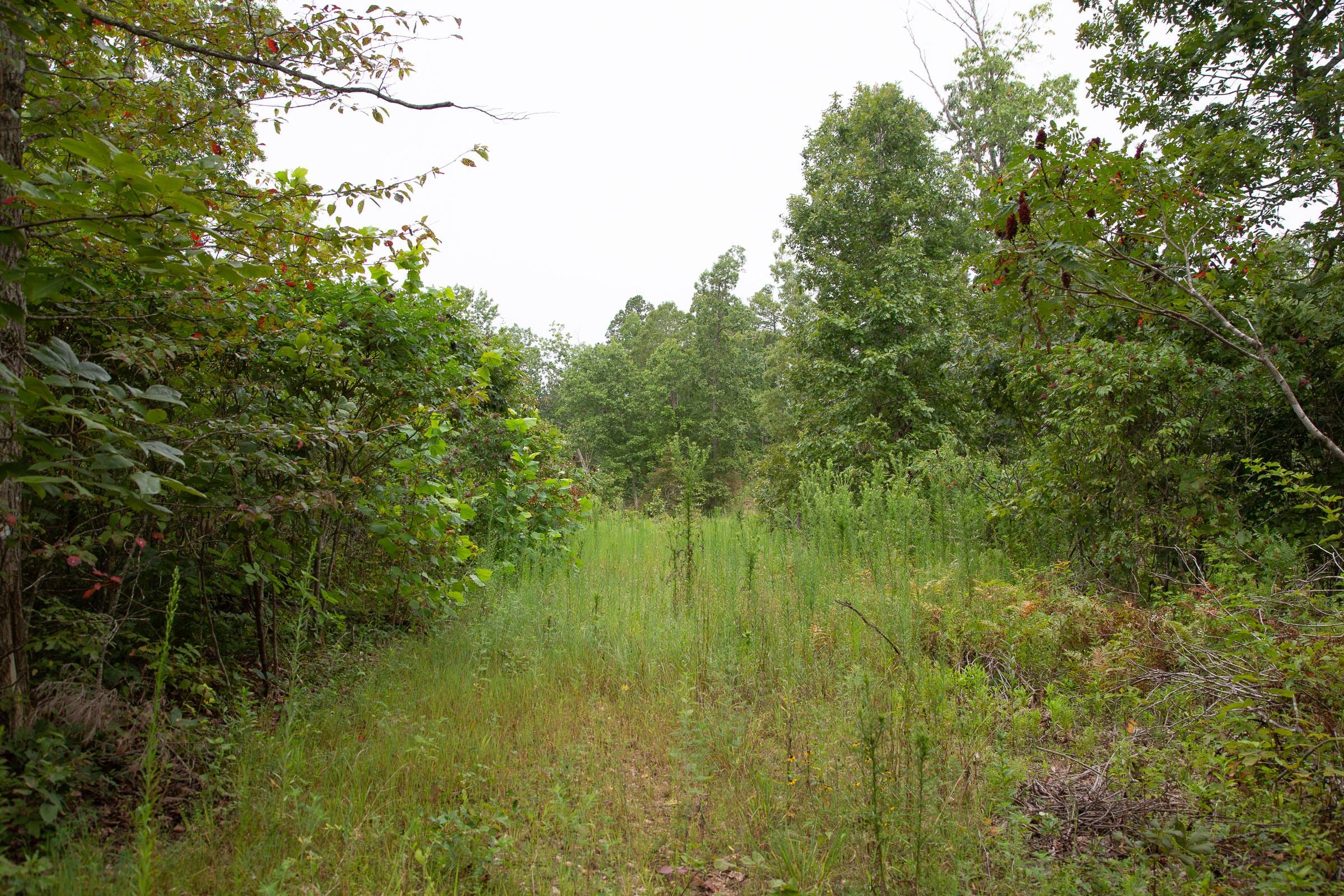 Borgmann’s Hollow Phase II Tract 44 photo 6