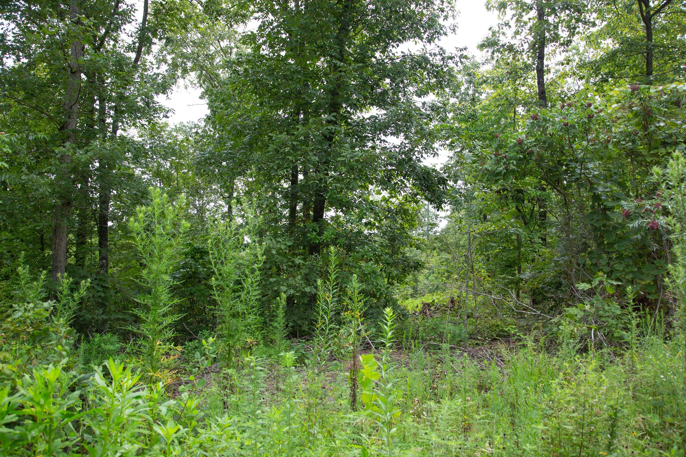 Borgmann’s Hollow Phase II Tract 44 photo 2