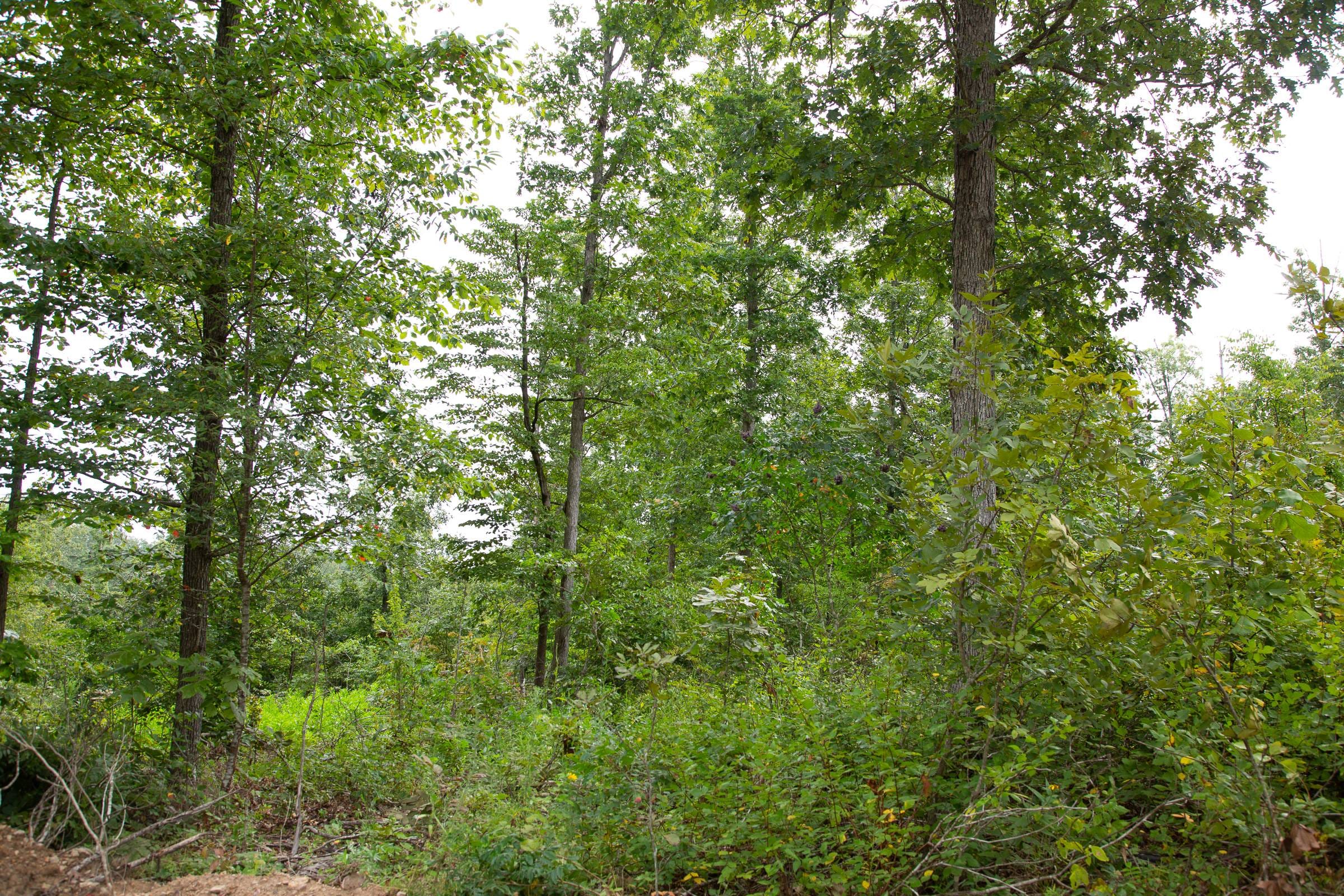 Borgmann’s Hollow Phase II Tract 44 photo 3