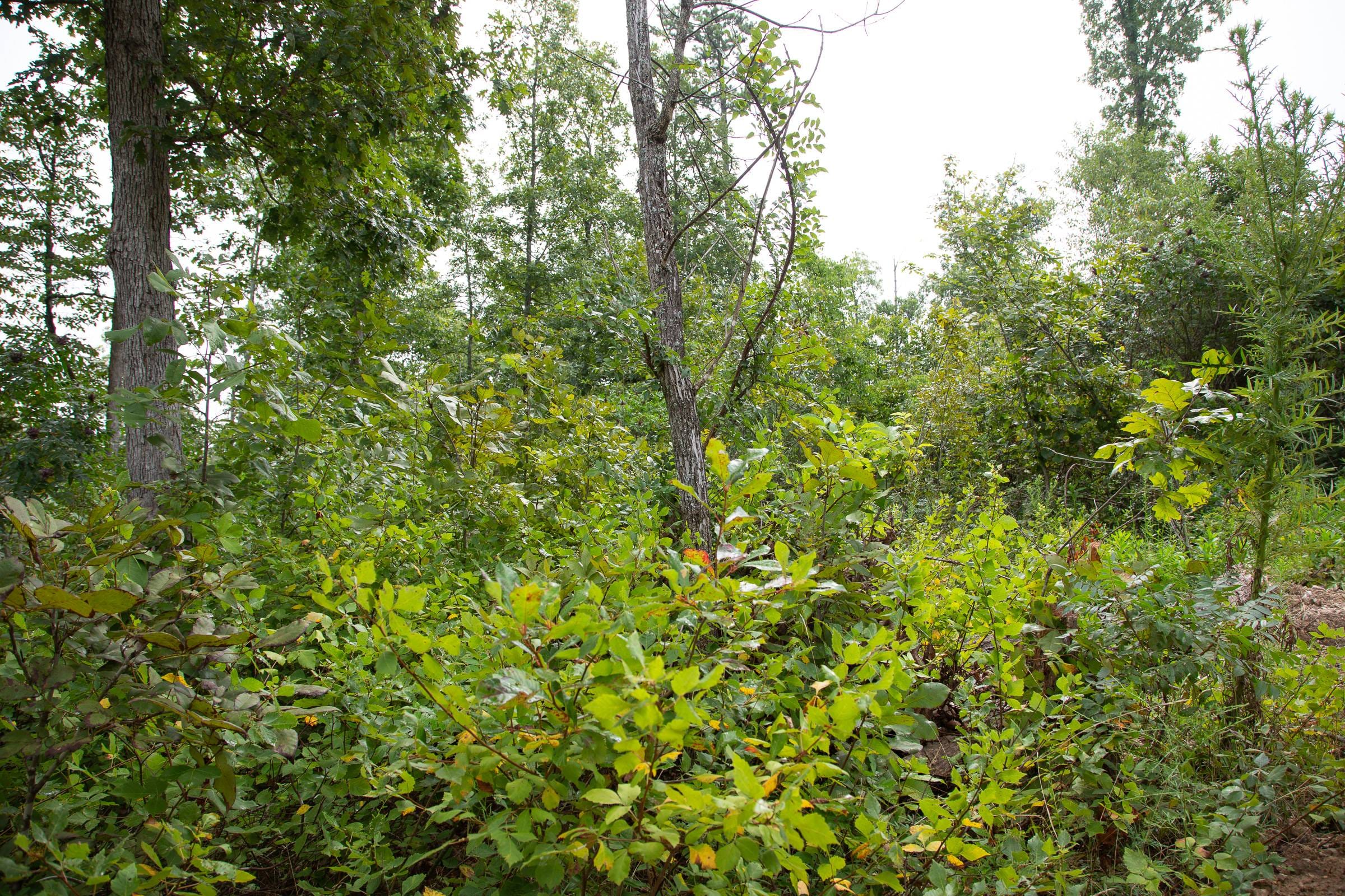 Borgmann’s Hollow Phase II Tract 44 photo 4