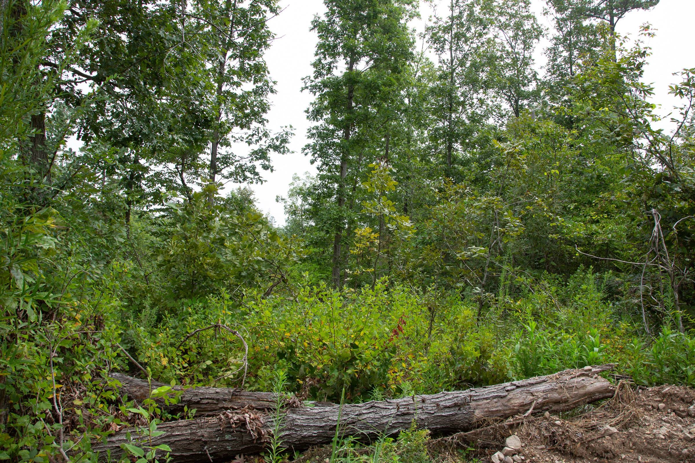 Borgmann’s Hollow Phase II Tract 44 photo 5
