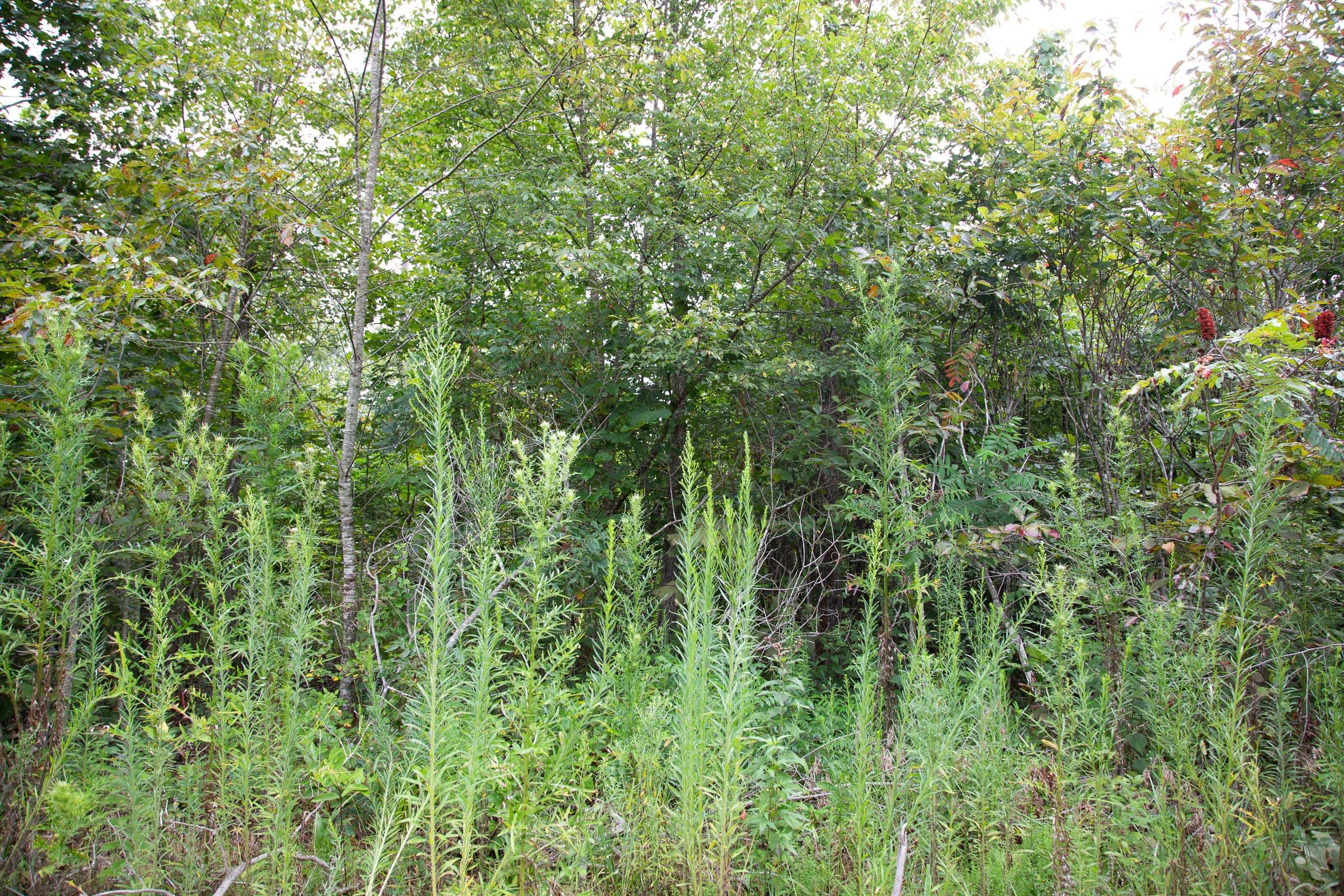 Borgmann’s Hollow Phase II Tract 44 photo 7