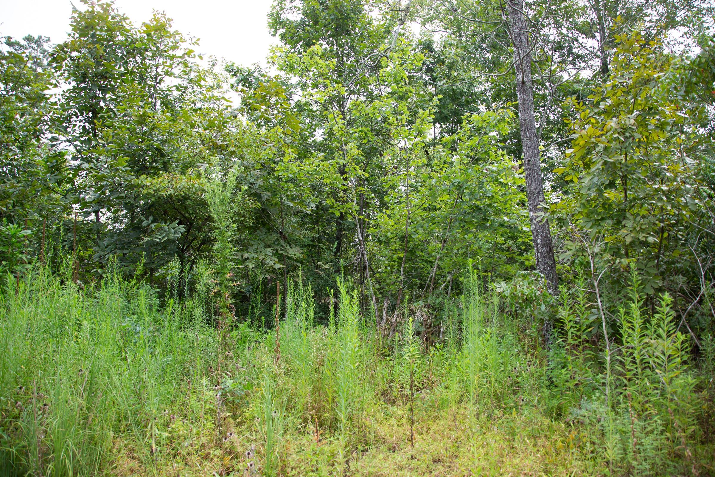 Borgmann’s Hollow Phase II Tract 44 photo 8