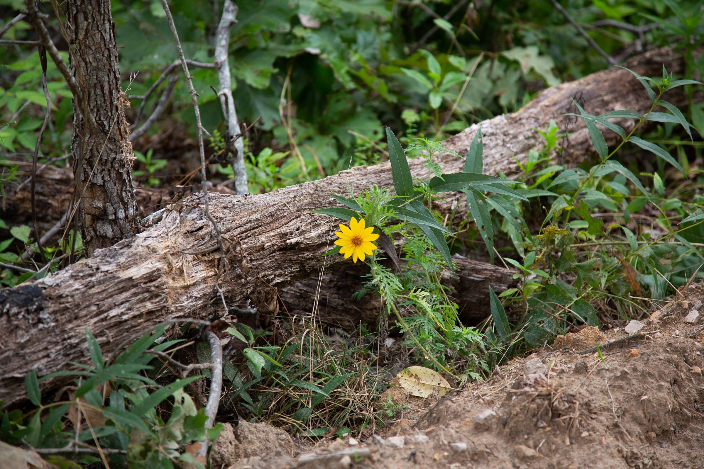 Borgmann’s Hollow Phase II Tract 44 photo 9