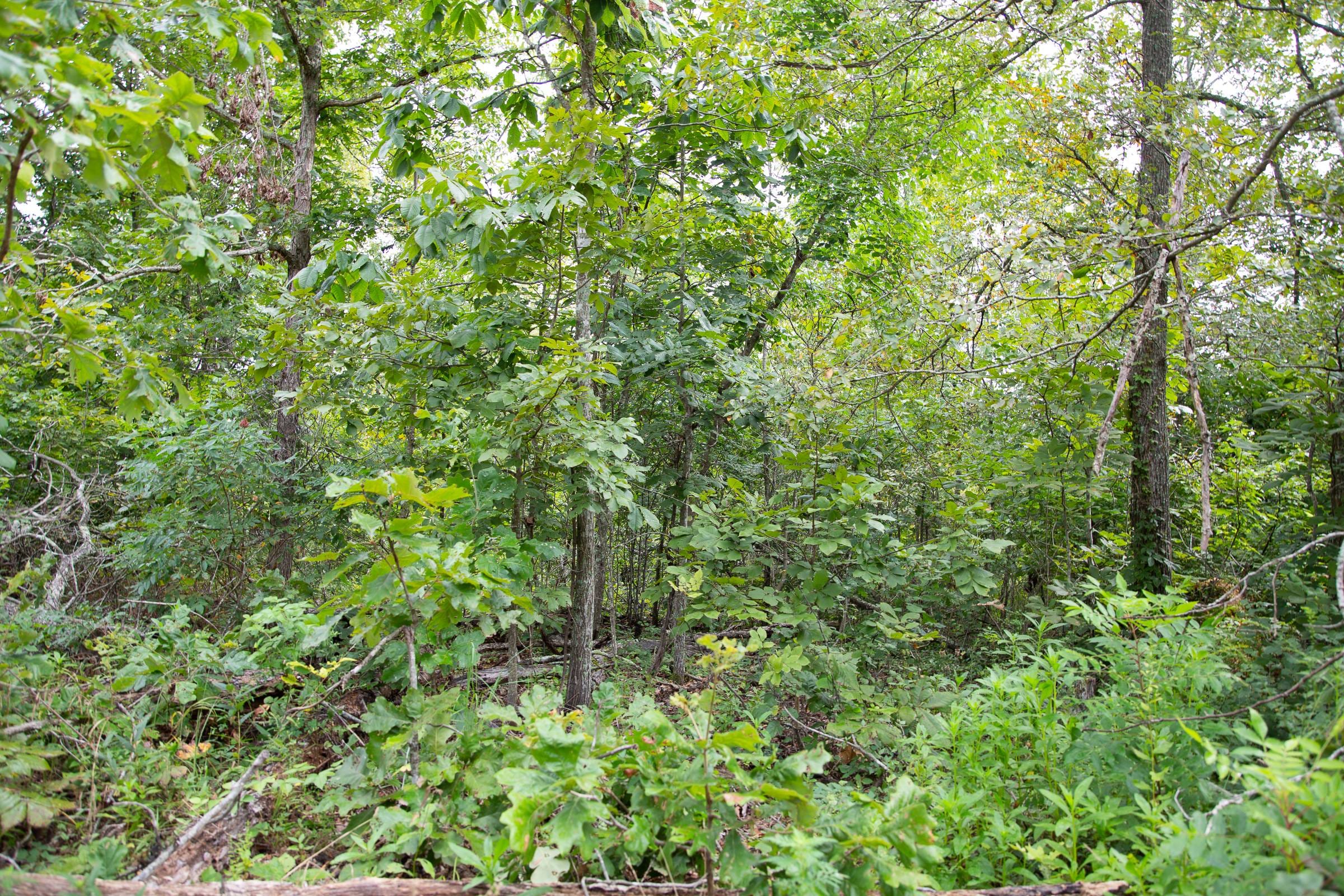 Borgmann’s Hollow Phase II Tract 44 photo 10